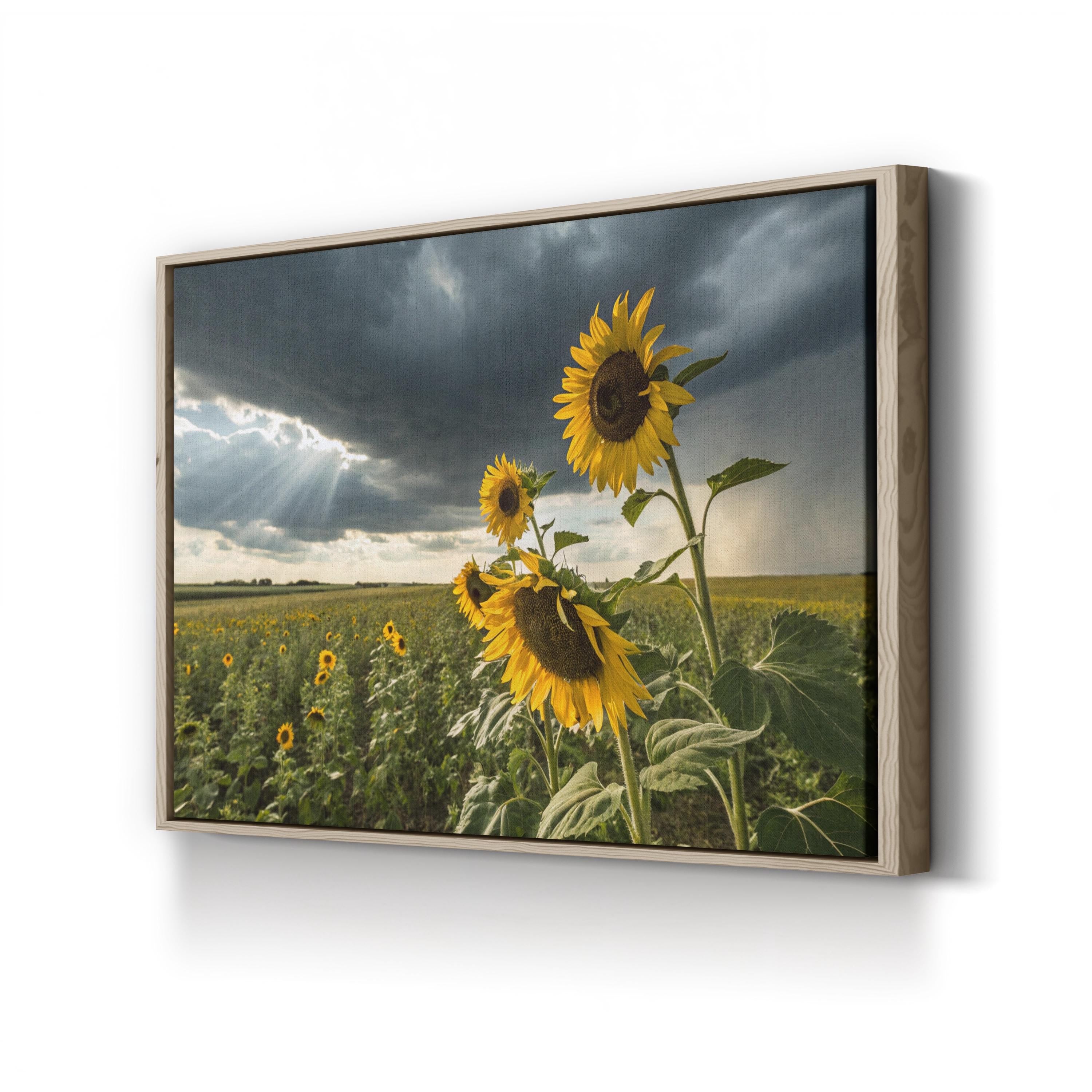 Sunflower Field – Period Illustration Wall Art | Nature Landscape Canvas Print
