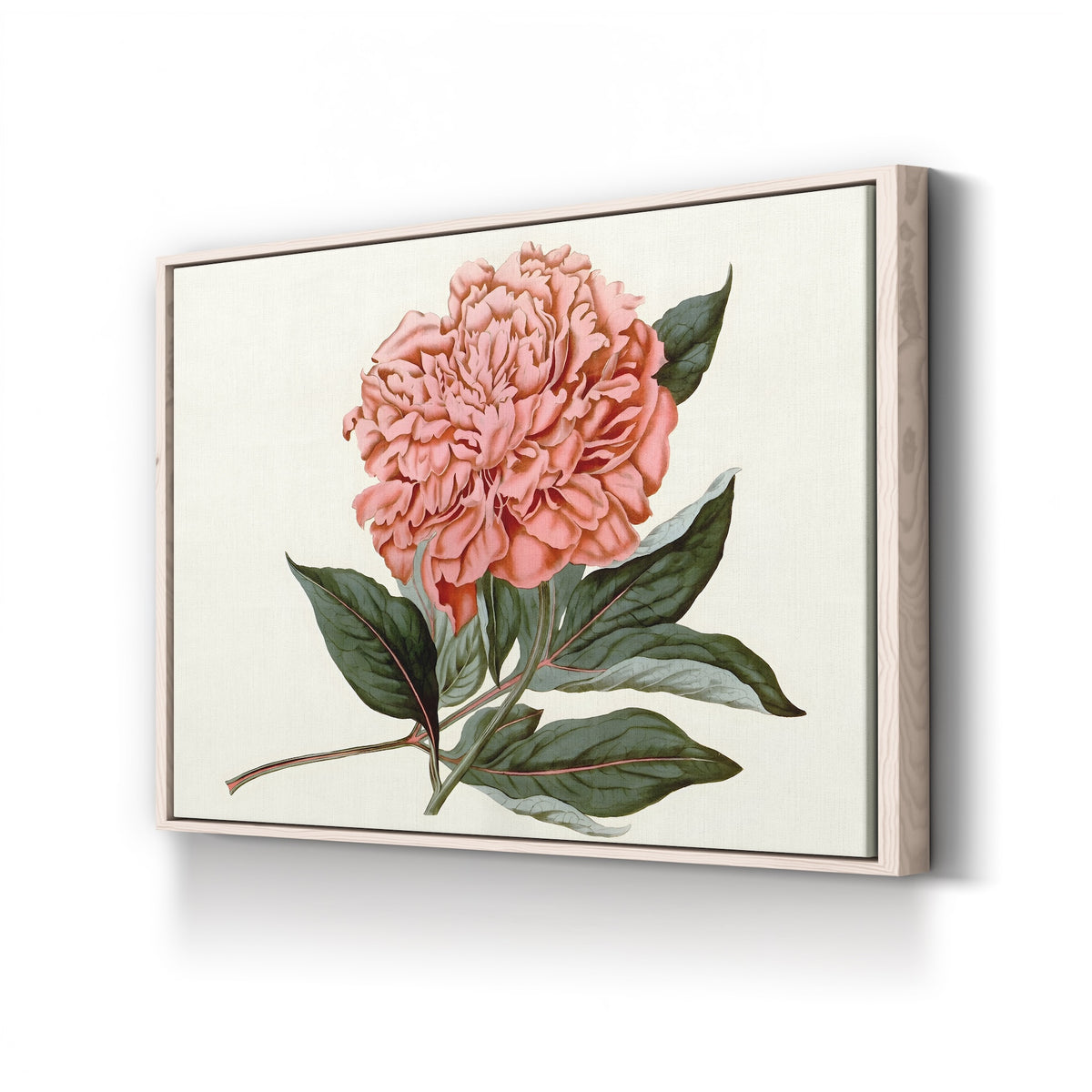 Peony Blush II canvas print in natural wood frame