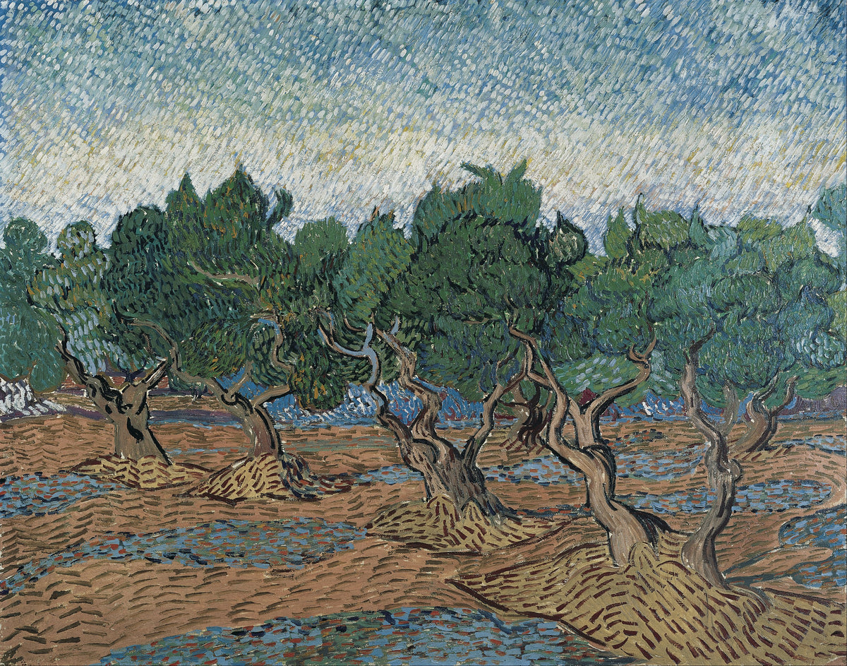Olive Grove, c. 1889 by Vincent van Gogh canvas print in Gallery Canvas 1.50" front view