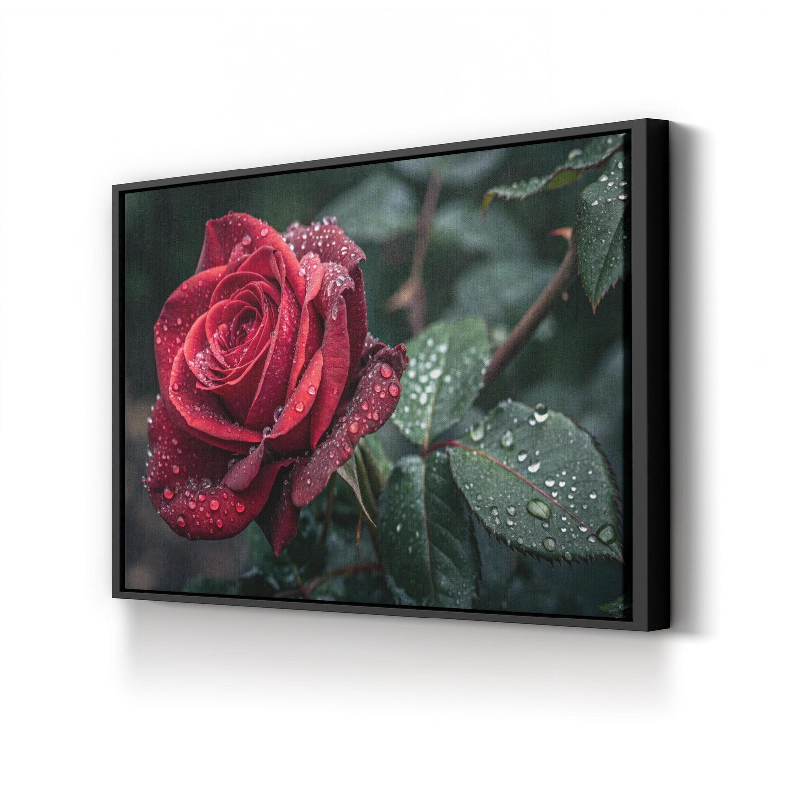 Red Rose – Vintage Photography Wall Art | Dew Drops Botanical Canvas Print