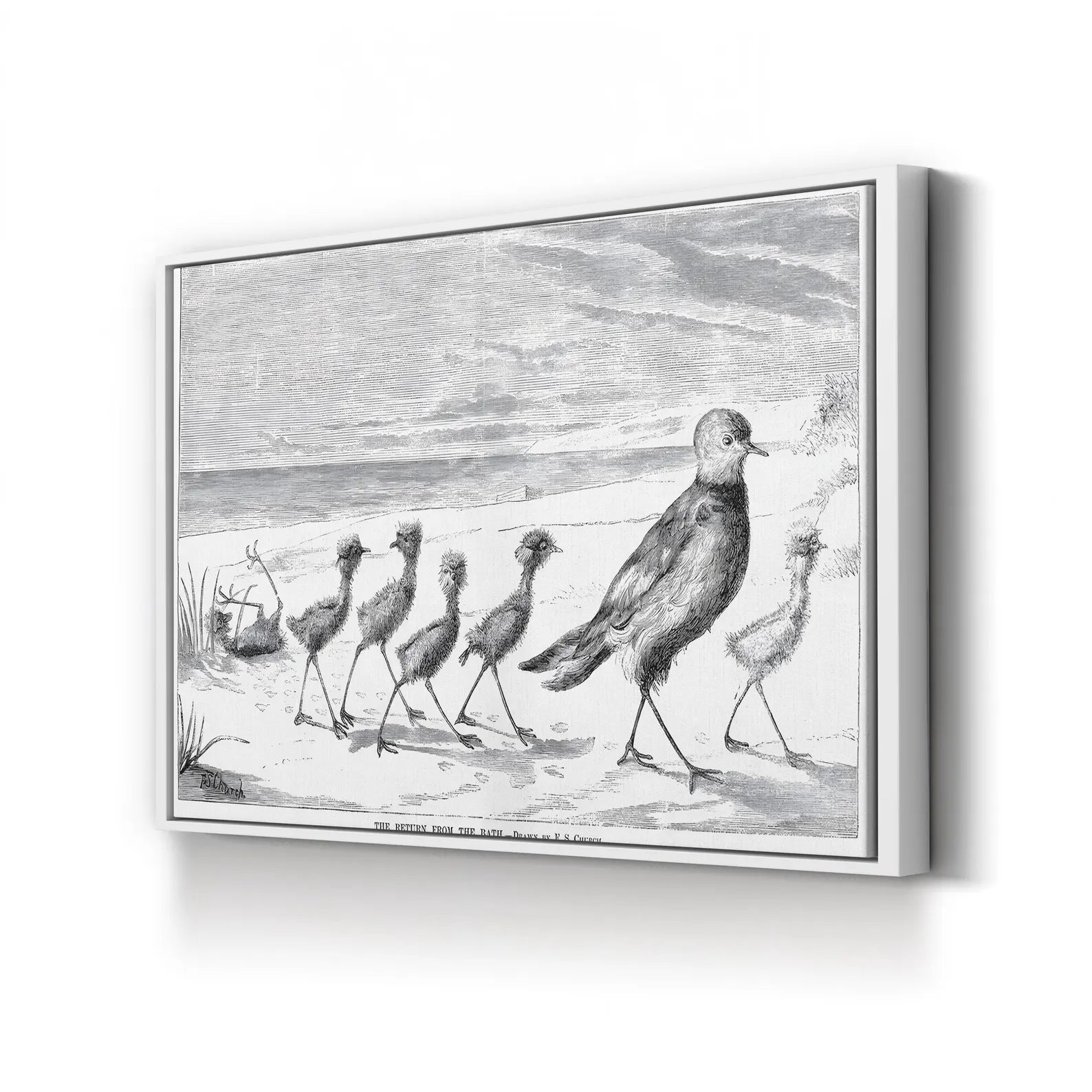 Vintage Bird Family Canvas Art Print: 1879 Engraved Nature Illustration