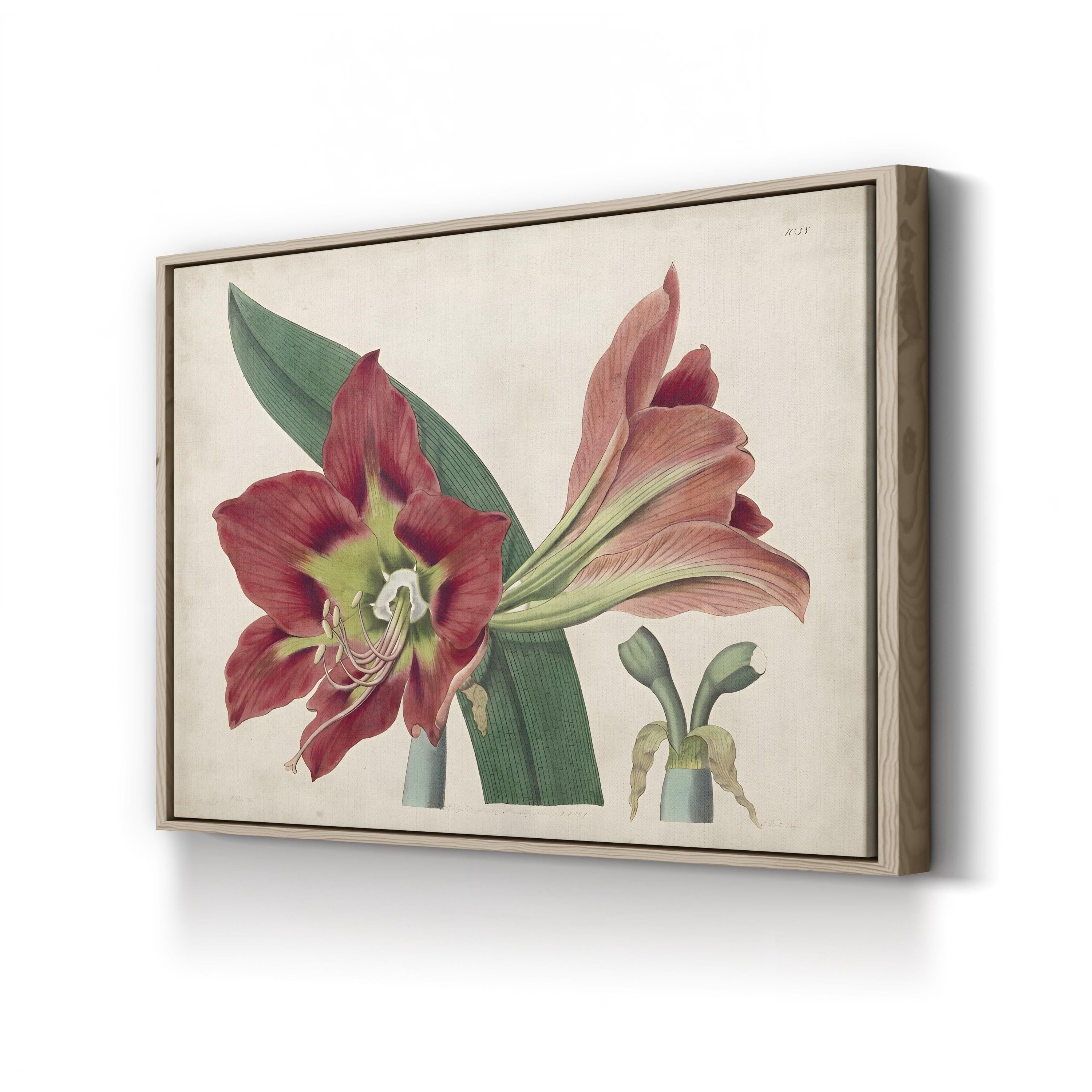 Vintage Amaryllis Botanical Canvas Print: 19th Century Floral Illustration