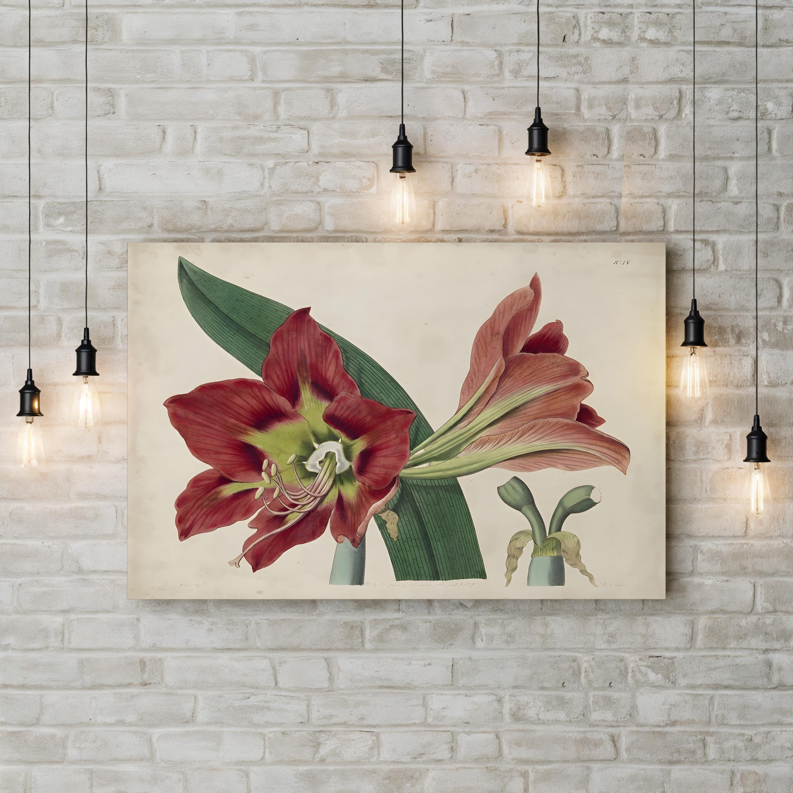 Vintage Amaryllis Botanical Canvas Print: 19th Century Floral Illustration