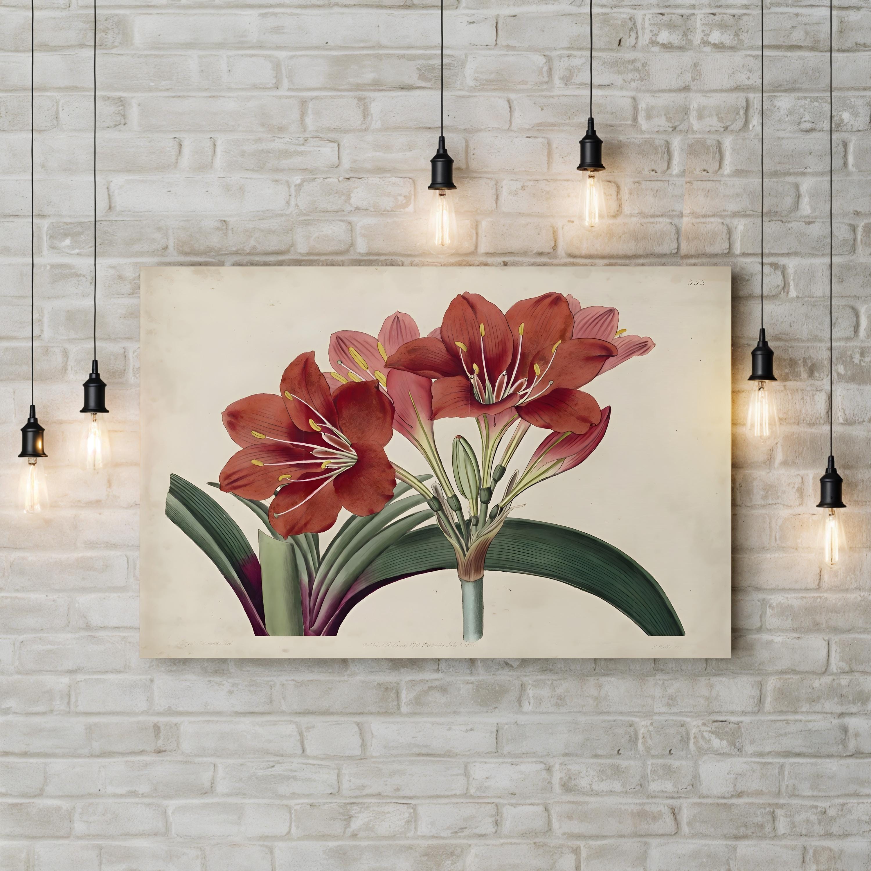 Vintage Red Amaryllis – Period Illustration Wall Art | Botanical Canvas Print