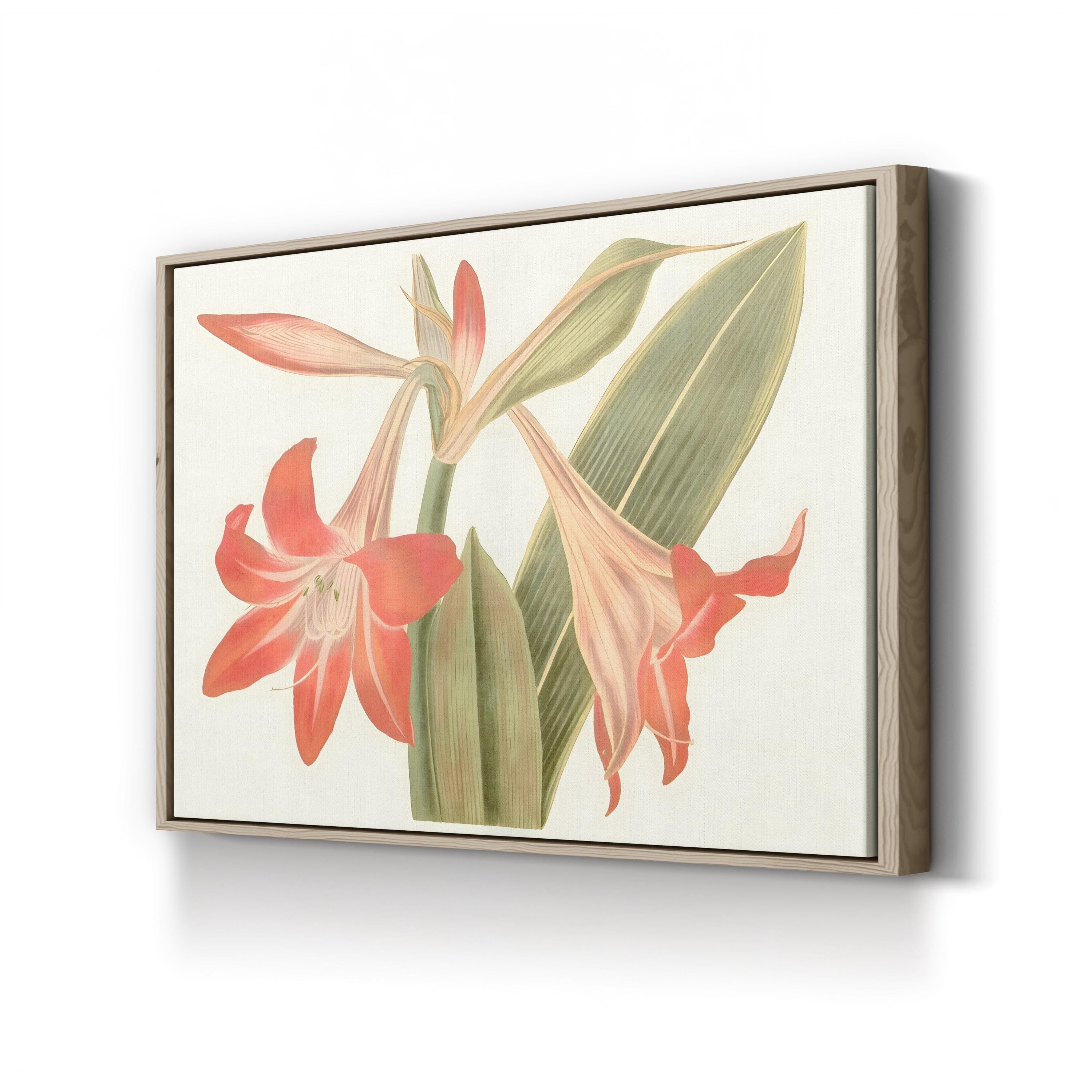 Antique Amaryllis IV Wall Art by Curtis Art – Vintage Botanical Illustration Print