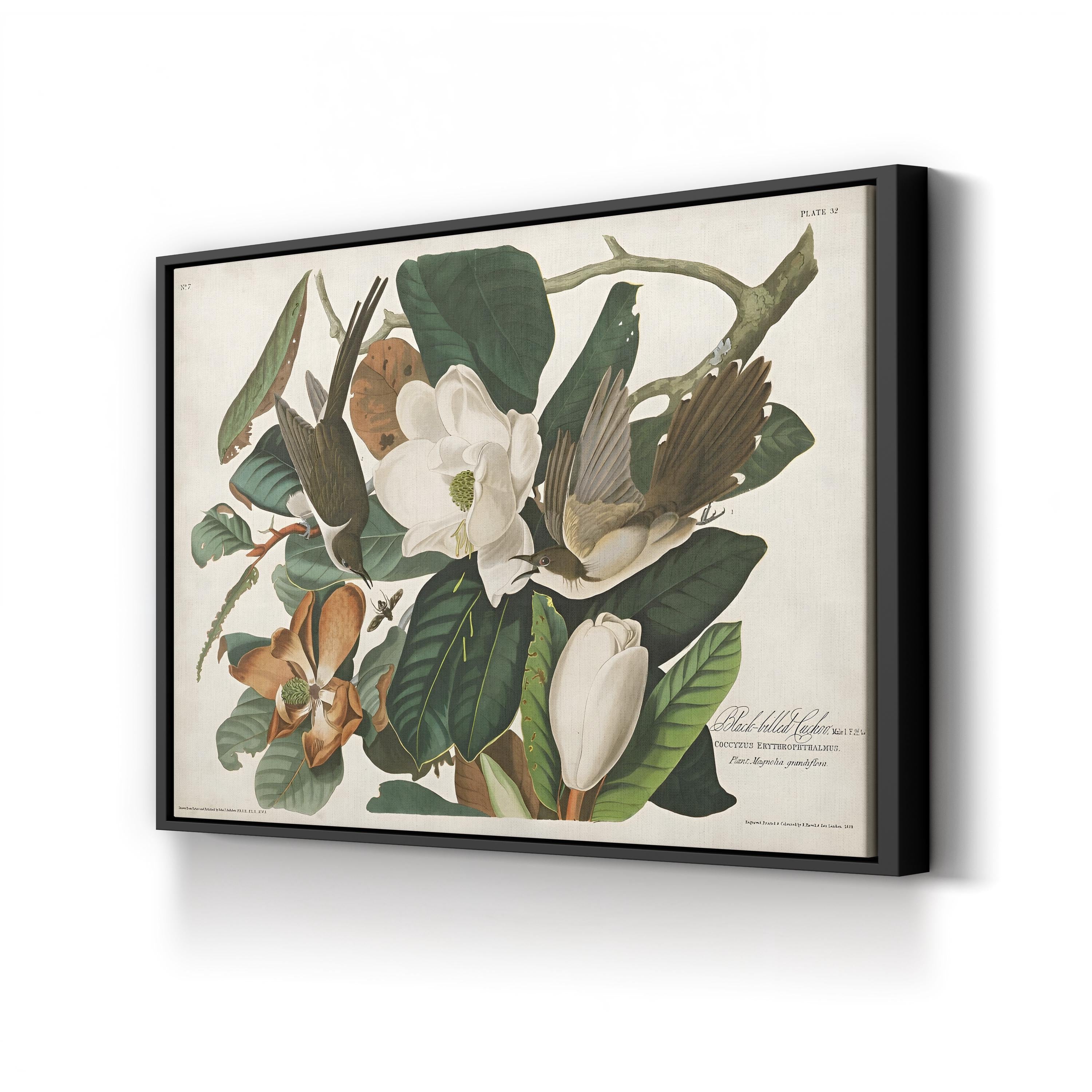 Magnolia & Cuckoo – John James Audubon Wall Art | Botanical Canvas Print