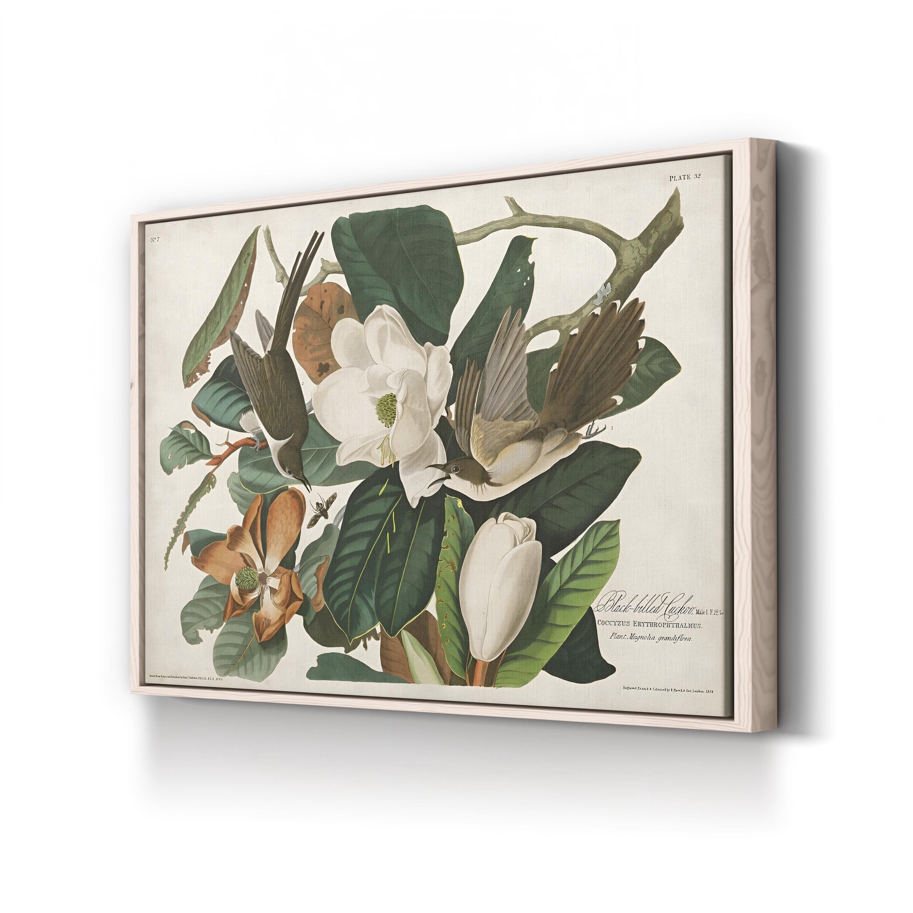 Magnolia & Cuckoo – John James Audubon Wall Art | Botanical Canvas Print