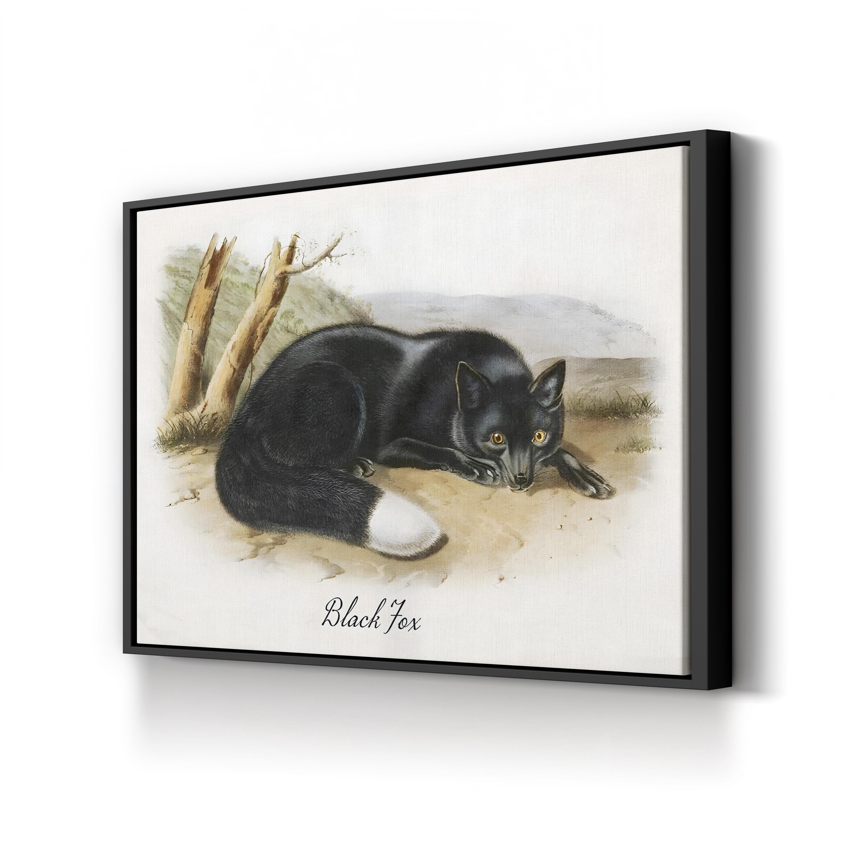 Vintage Wildlife Study Black Fox Illustration by Vintage Apple Collection