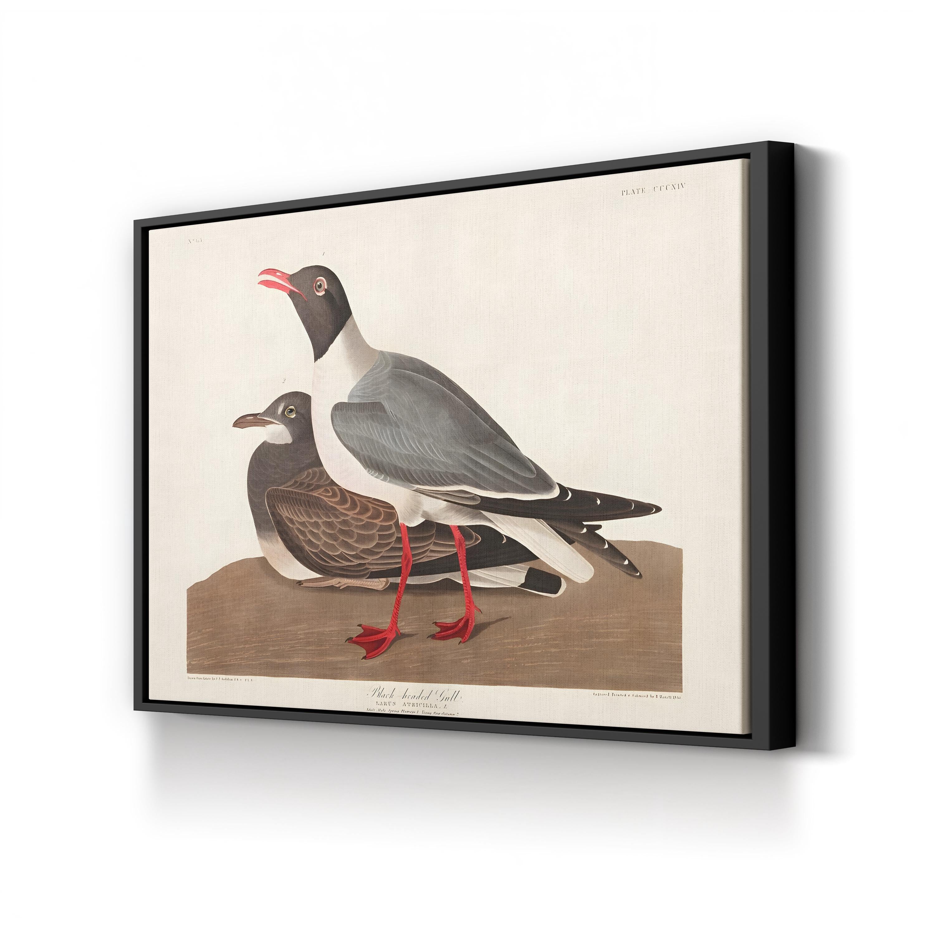 Black-Headed Gull Wall Art by John James Audubon