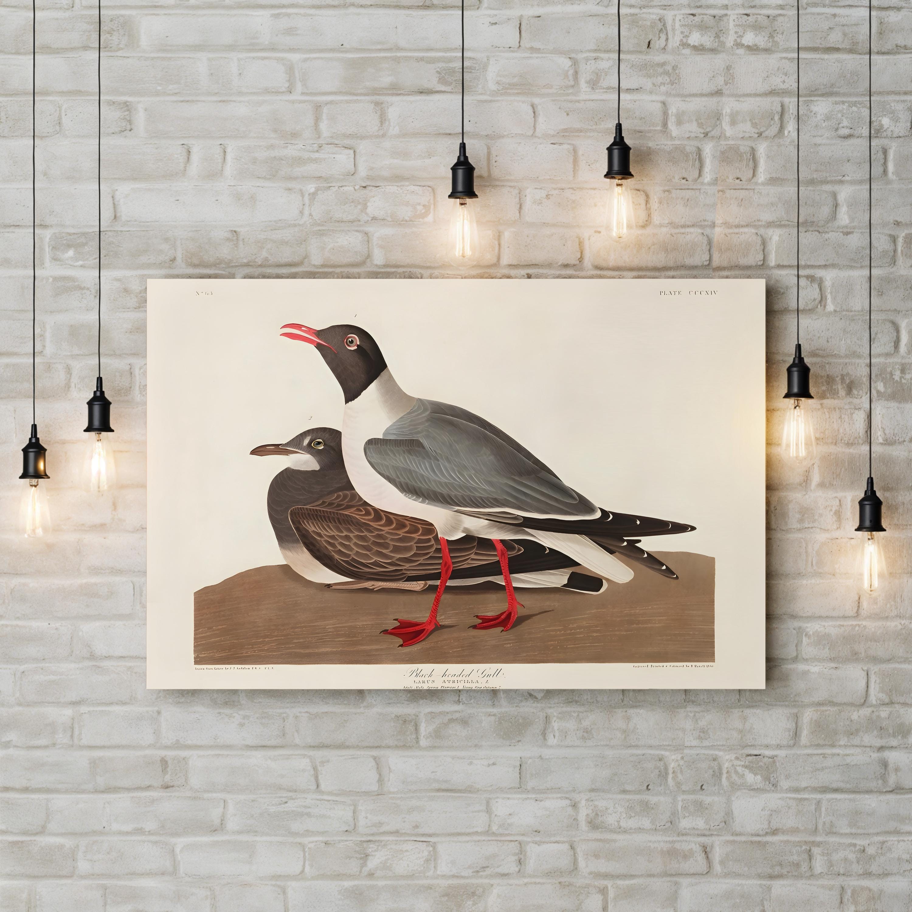 Black-Headed Gull Wall Art by John James Audubon