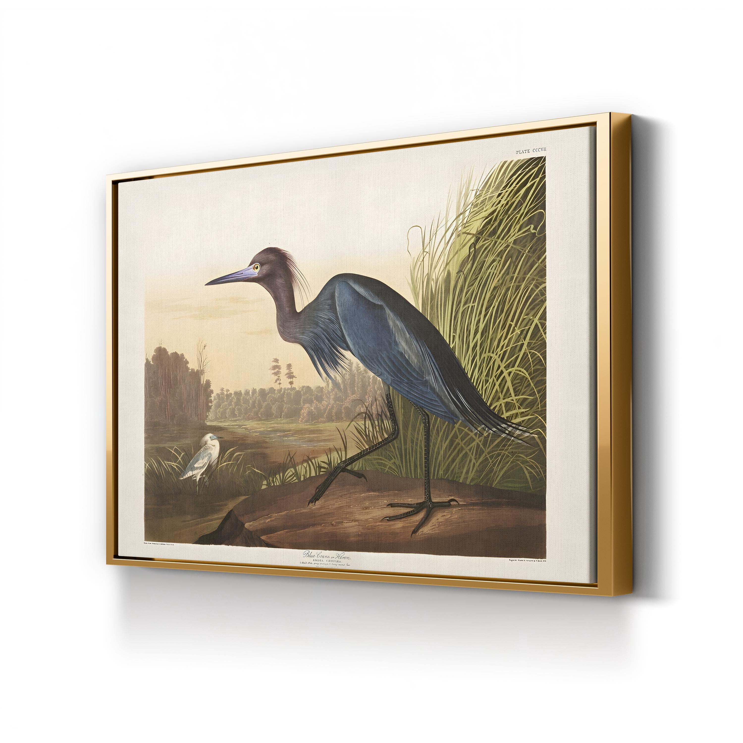 Blue Crane Heron – Period Illustration Wall Art | 19th-Century Bird Canvas Print