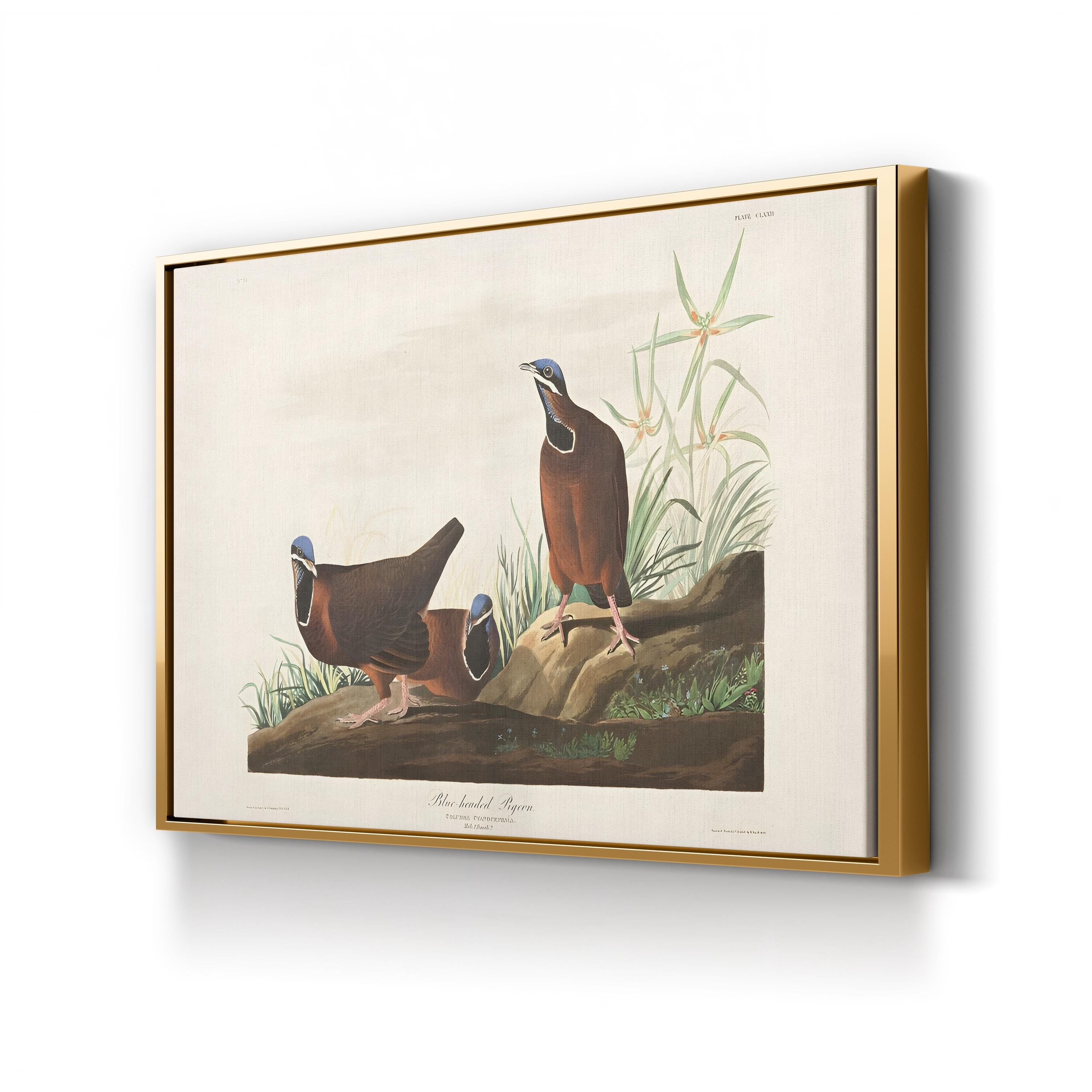 Blue-Headed Pigeon Wall Art by John James Audubon | 19th-Century Ornithological Illustration Canvas Print