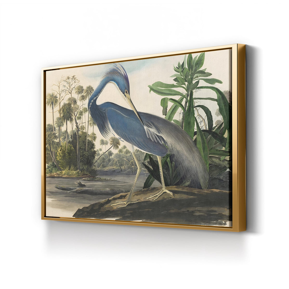 Louisiana Heron, by John James Audubon canvas print in gold frame