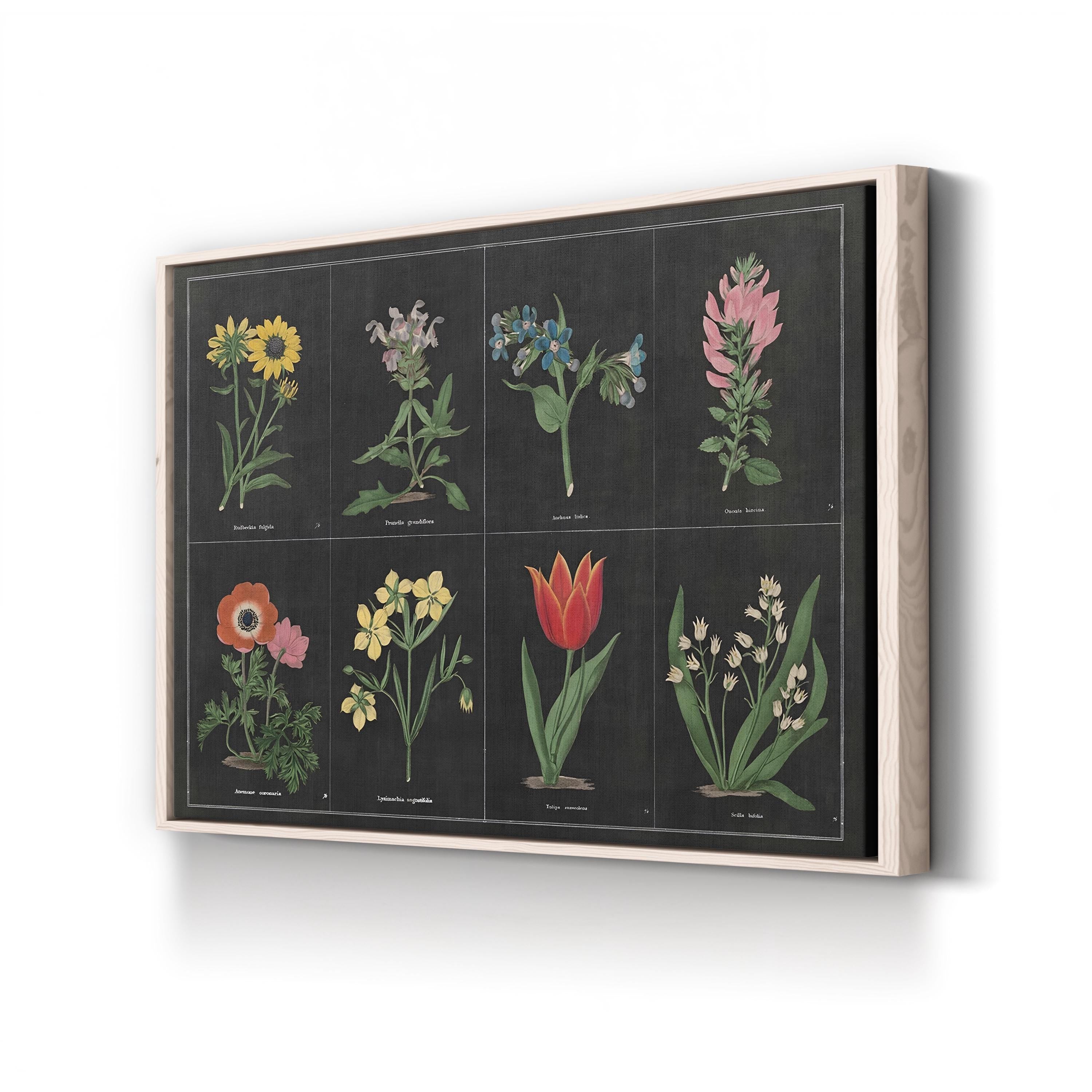 Botanical on Black Chart I by Wild Apple Portfolio