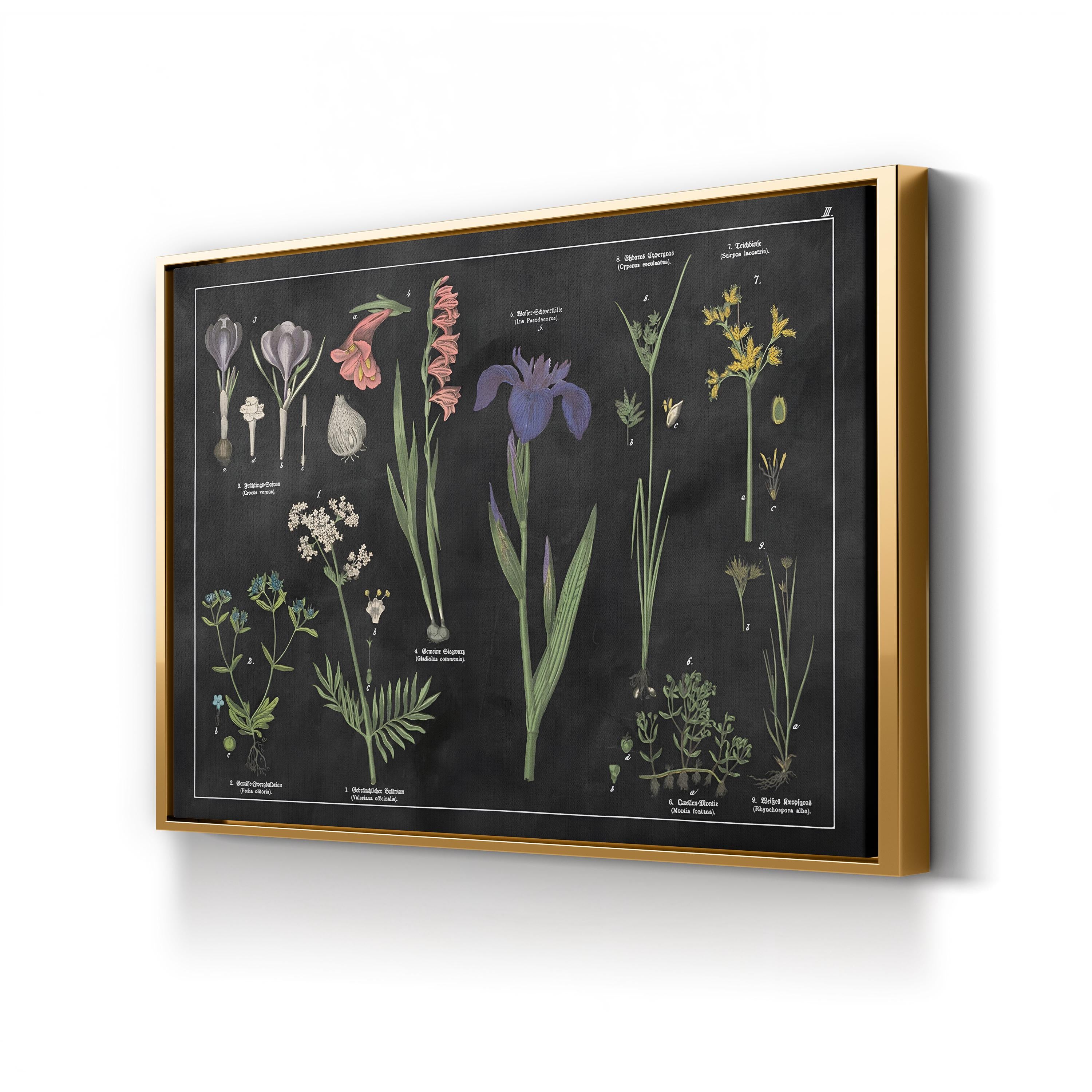 Vintage Botanical Print: Black & White Floral Chart, Natural History Canvas