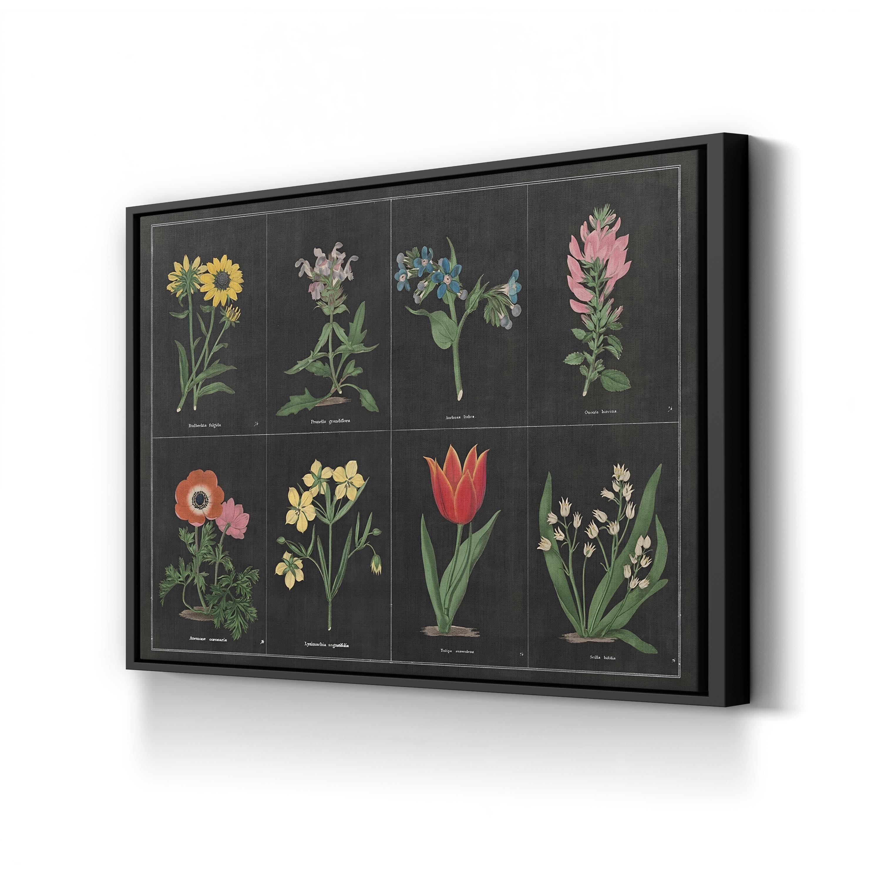Botanical on Black Chart I by Wild Apple Portfolio