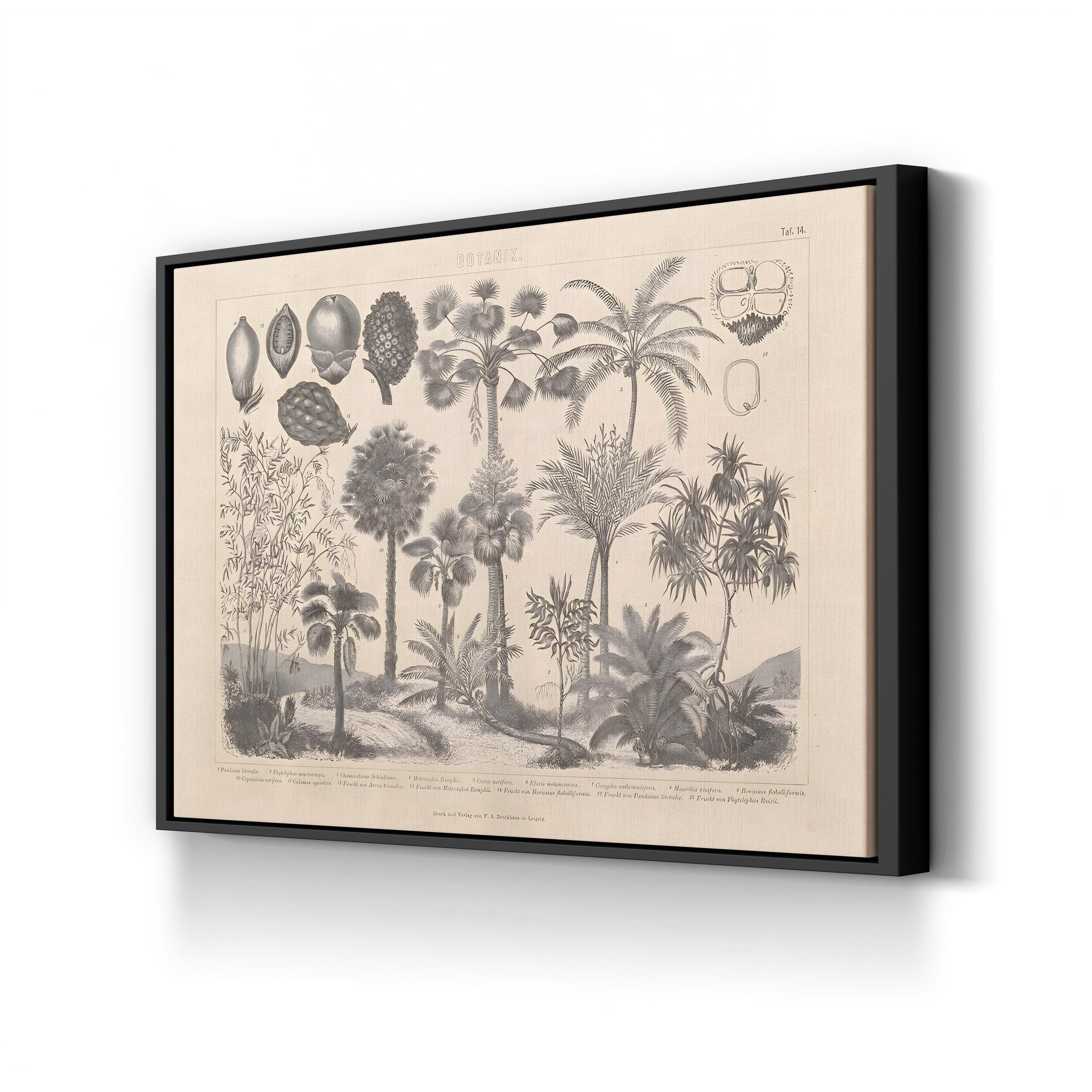 Vintage Botanical Canvas Print: Antique Plant Illustration, Garden Art
