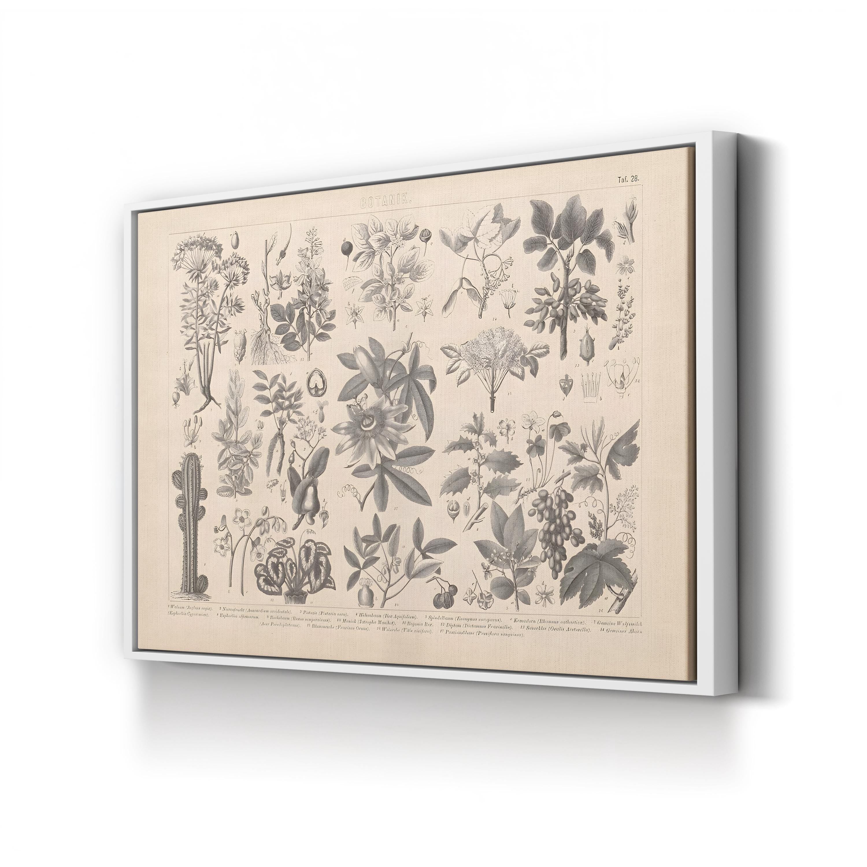 Vintage Botanical Plant Print: Antique Garden Study Canvas