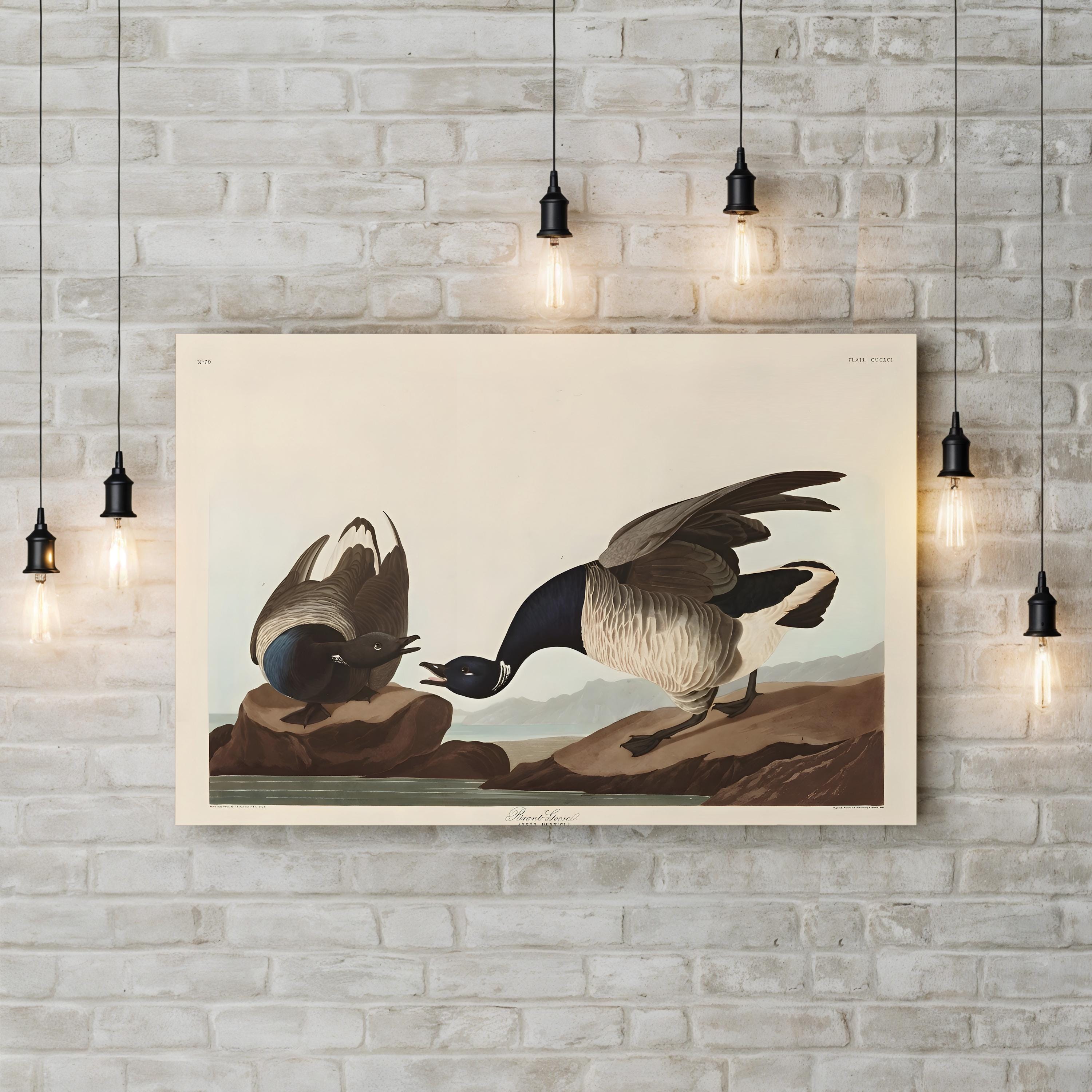 Brant Goose Wall Art by John James Audubon