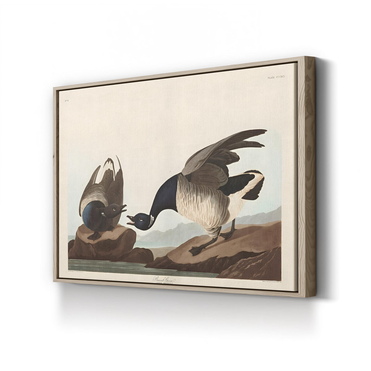 Brant Goose, by John James Audubon canvas print in oak frame