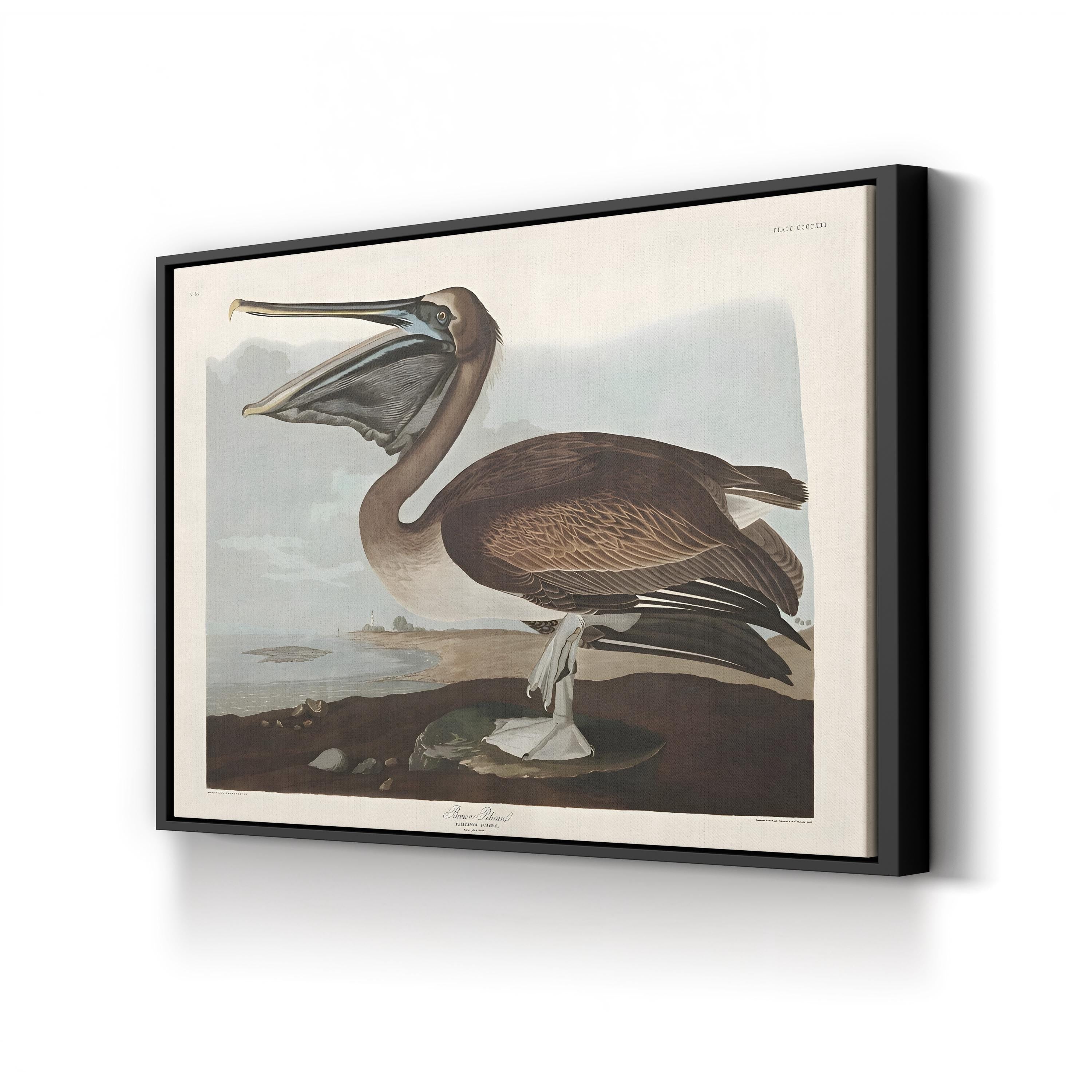Brown Pelican Wall Art by John James Audubon – Vintage Natural History Bird Illustration Canvas