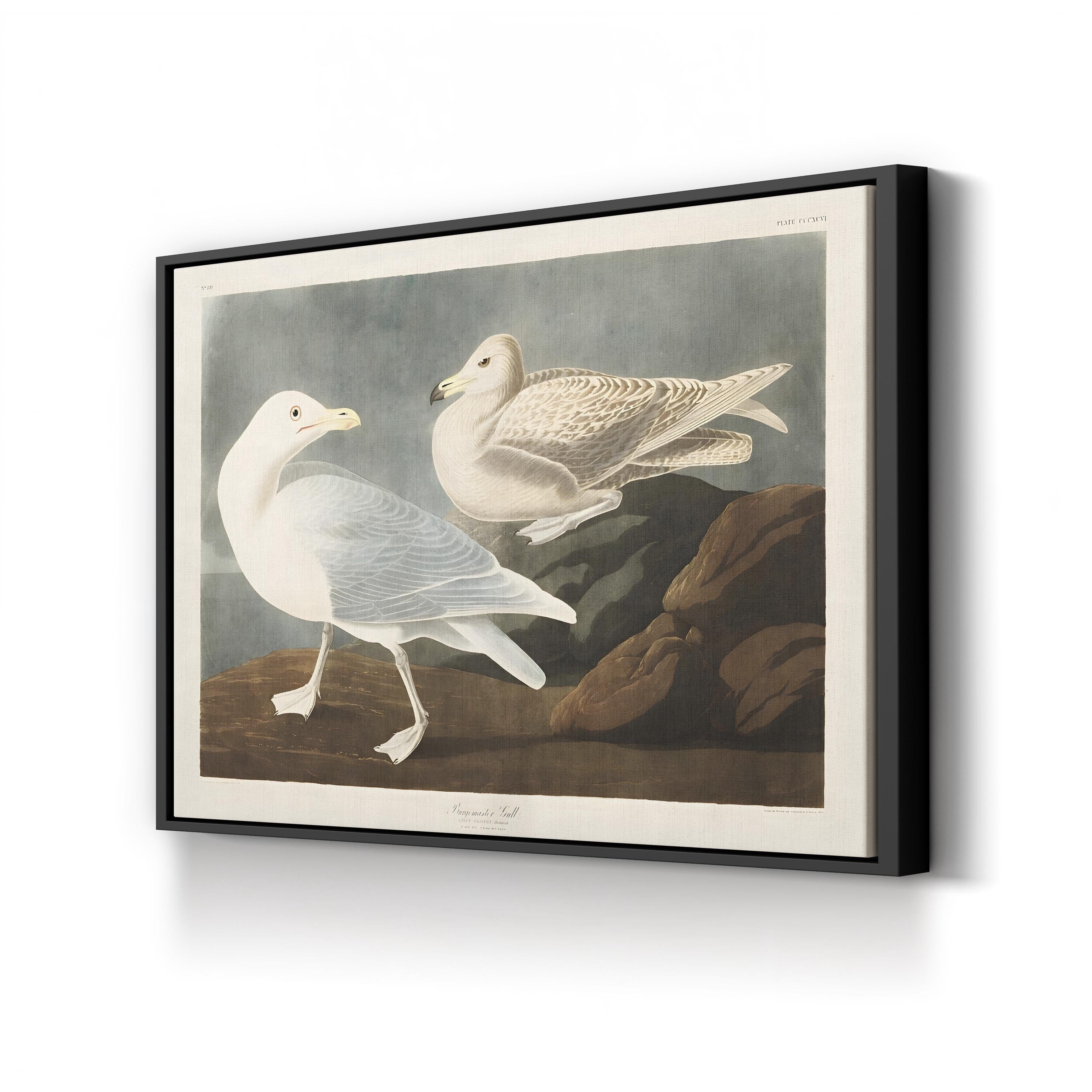 Burgomaster Gull Wall Art by John James Audubon – Vintage Natural History Bird Illustration Canvas