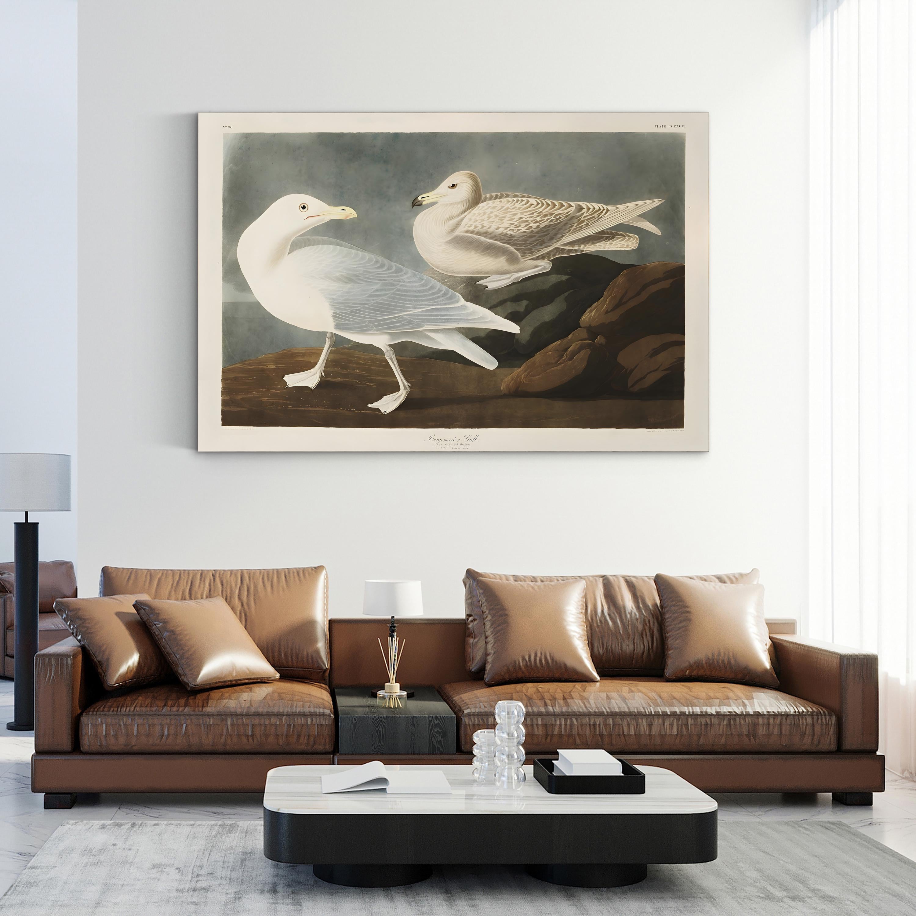 Burgomaster Gull Wall Art by John James Audubon – Vintage Natural History Bird Illustration Canvas