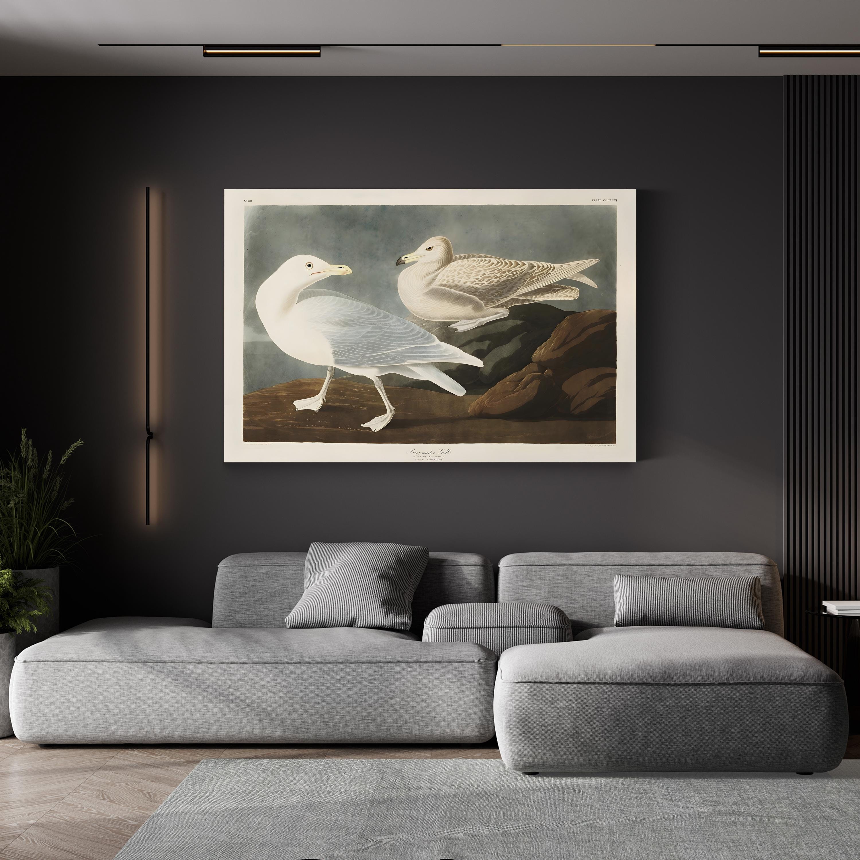 Burgomaster Gull Wall Art by John James Audubon – Vintage Natural History Bird Illustration Canvas