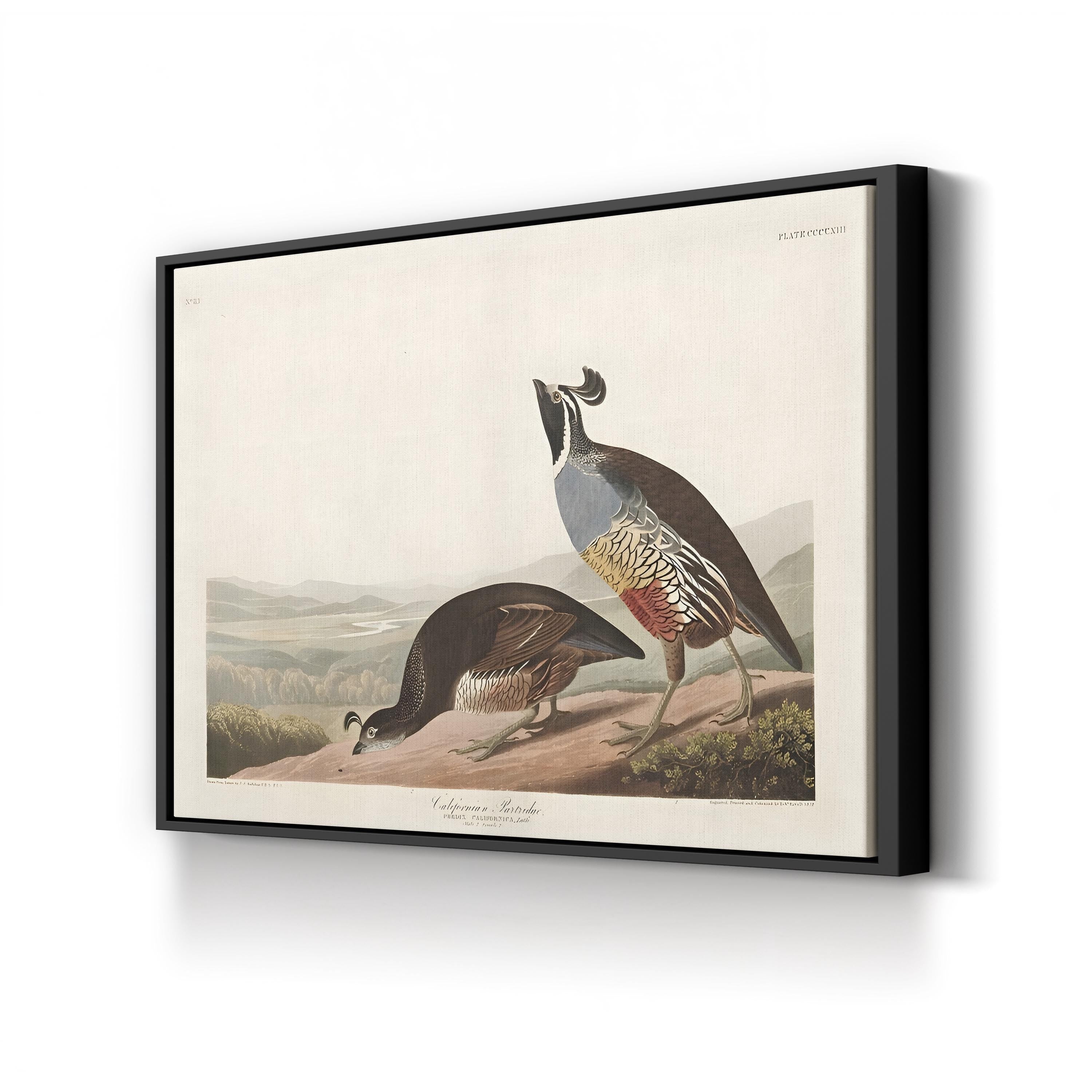 Californian Partridge – Framed Vintage Natural History Canvas Art by John James Audubon