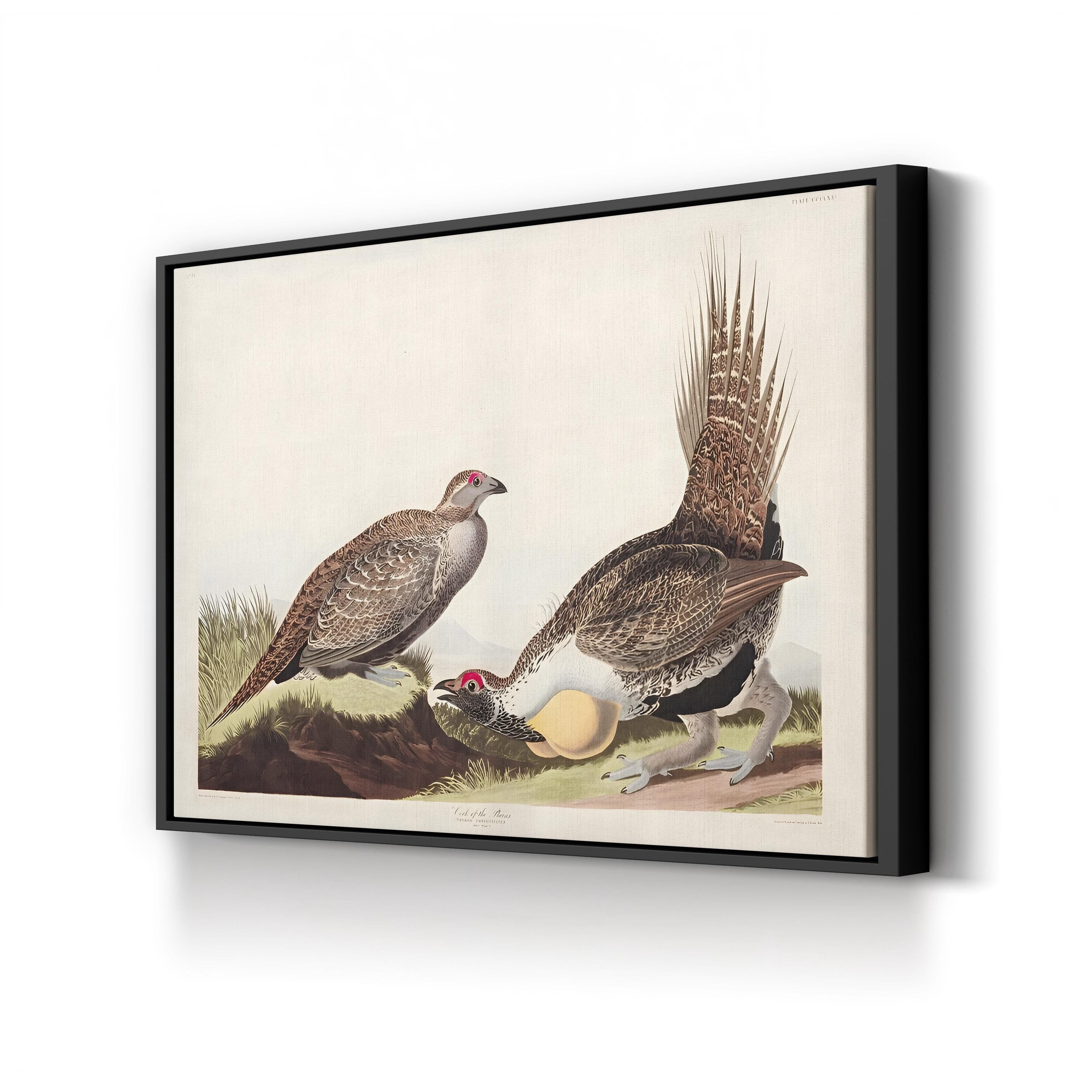 Vintage Plains Bird – Period Illustration Wall Art | 19th-Century Wildlife Canvas Print