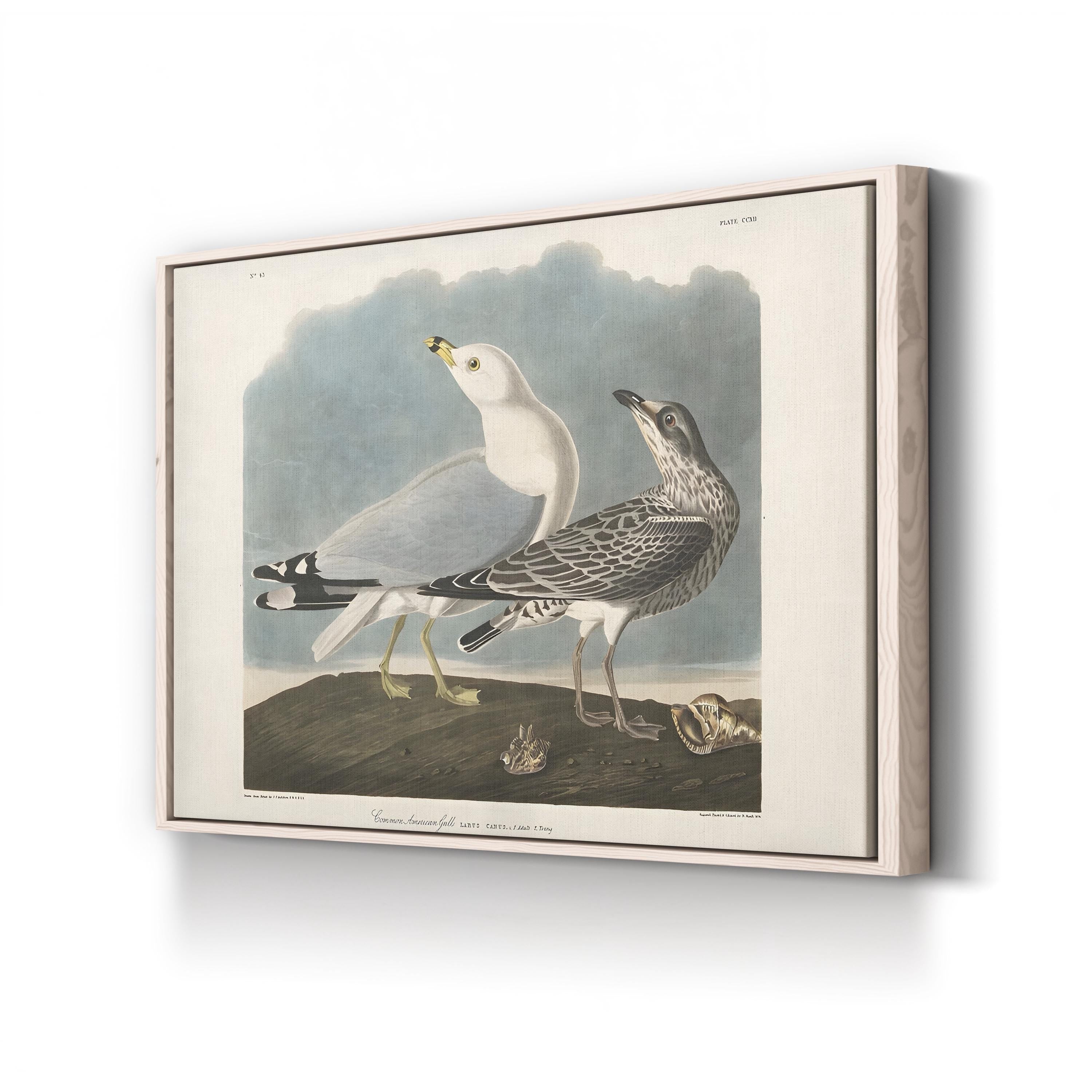Common American Gull – Period Illustration Wall Art | 19th-Century Bird Canvas Print