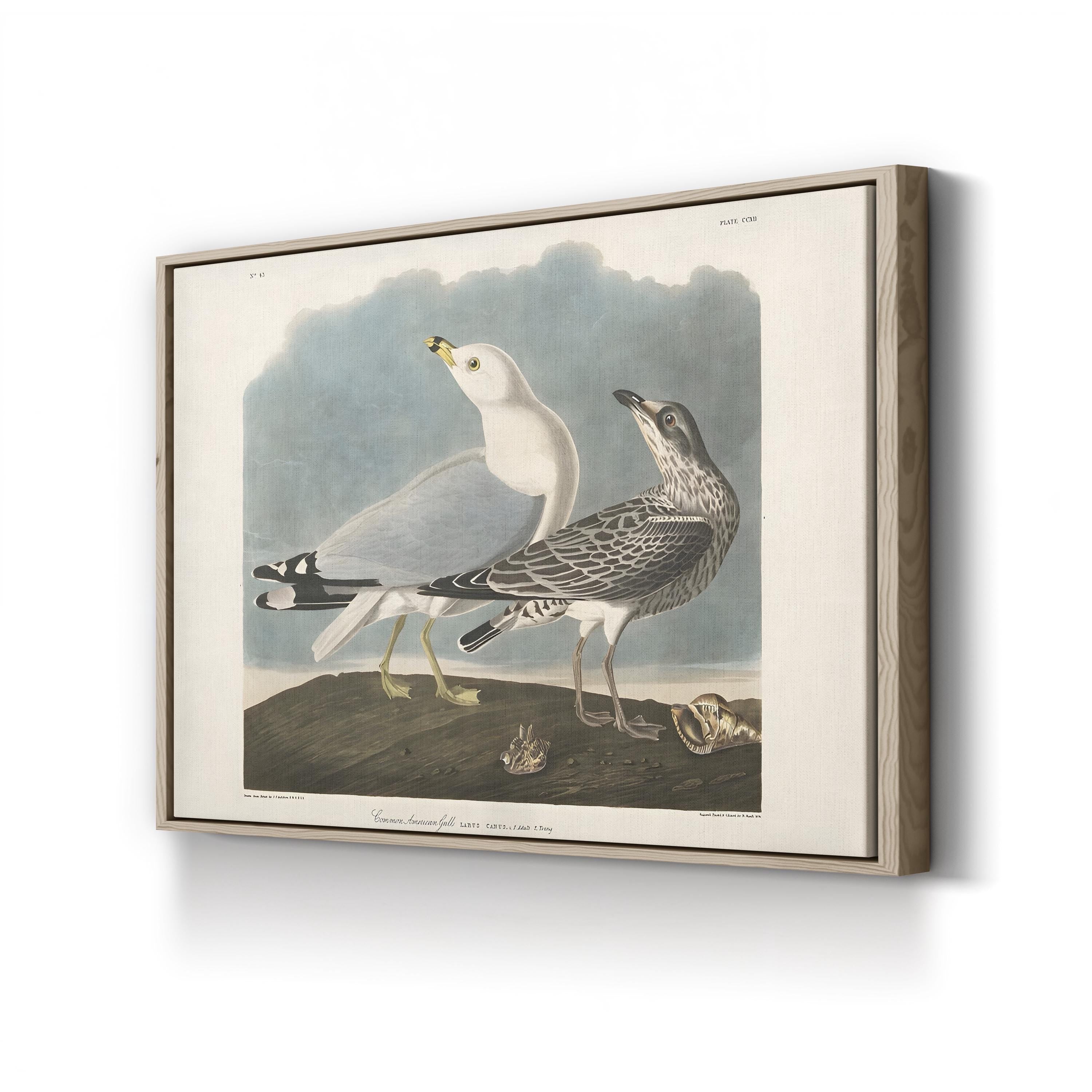 Common American Gull – Period Illustration Wall Art | 19th-Century Bird Canvas Print