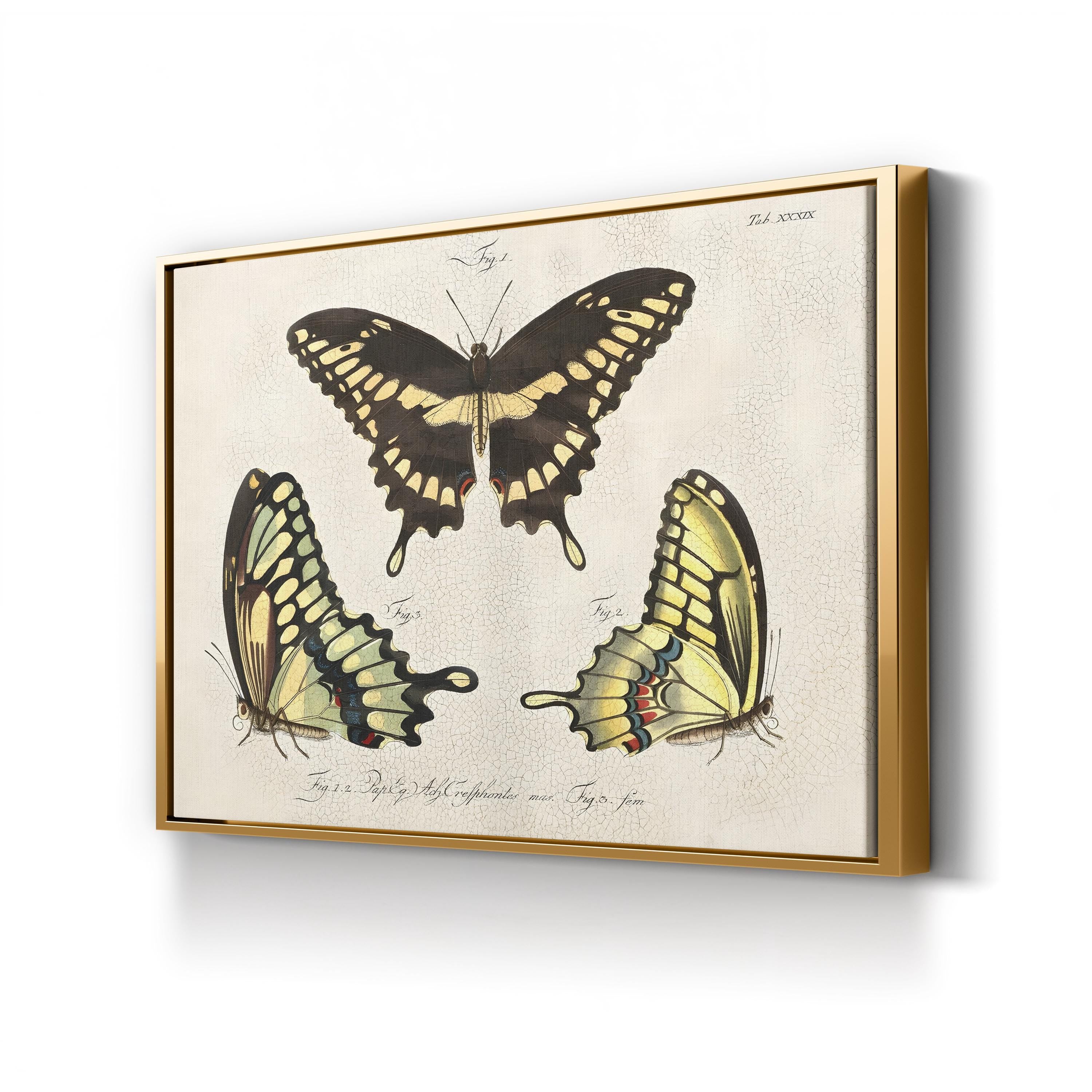 Crackled Butterflies I Wall Art by Vision Studio – Vintage Natural History Butterfly Illustration Canvas