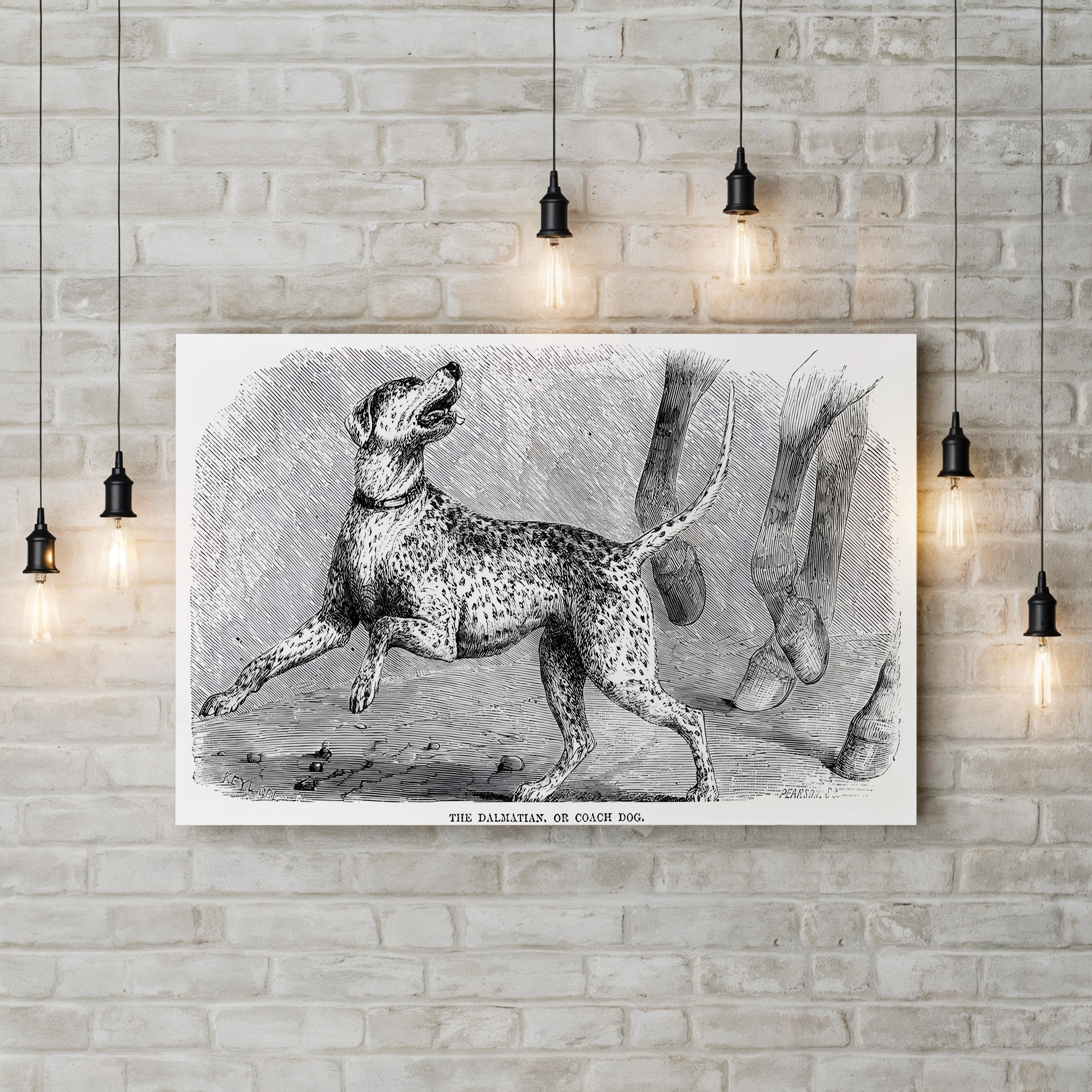 Vintage Dalmatian Dog Study – Period Illustration Wall Art | Naturalist Animal Canvas Print