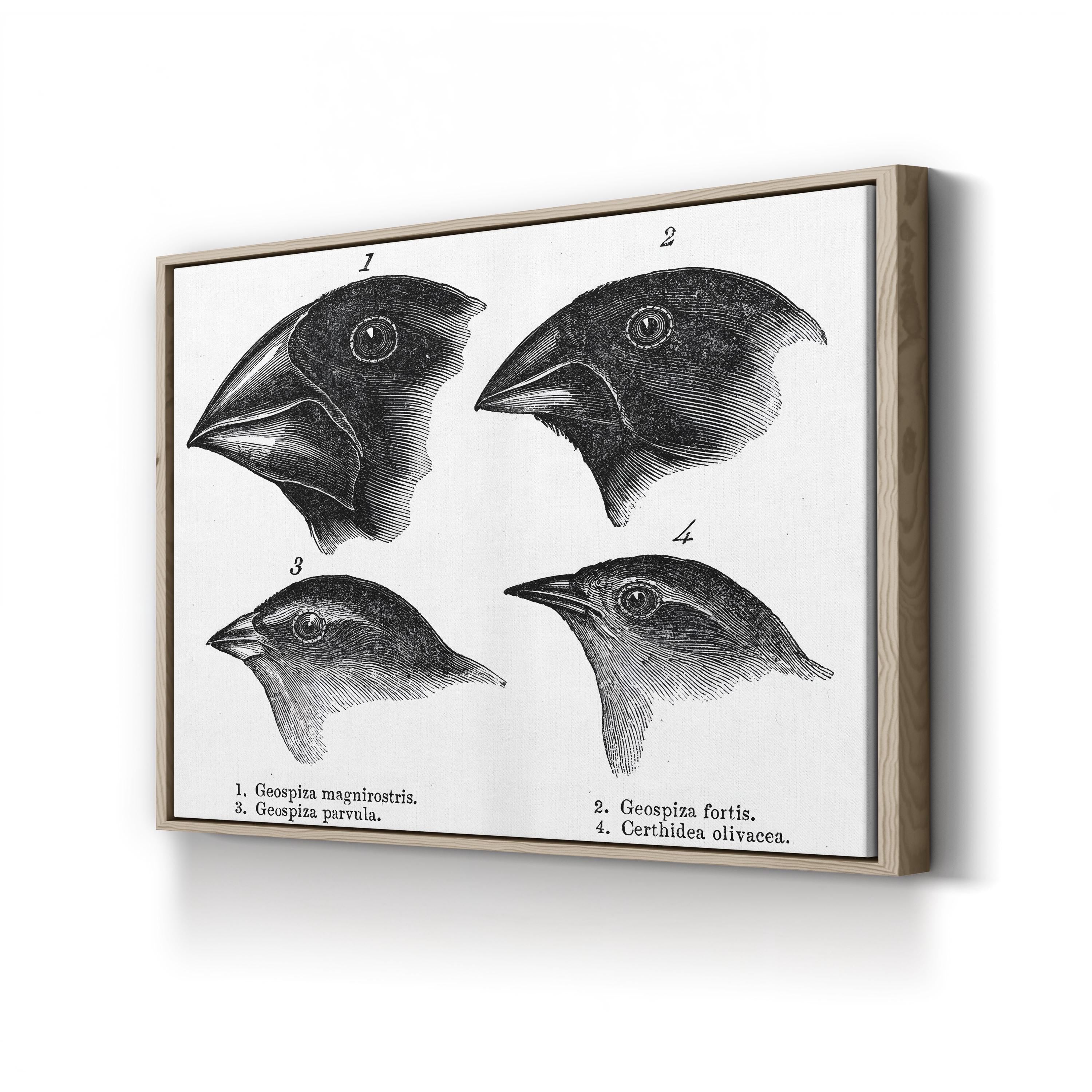 Darwin, Galapagos Finches Wall Art – Vintage Scientific Wildlife Illustration
