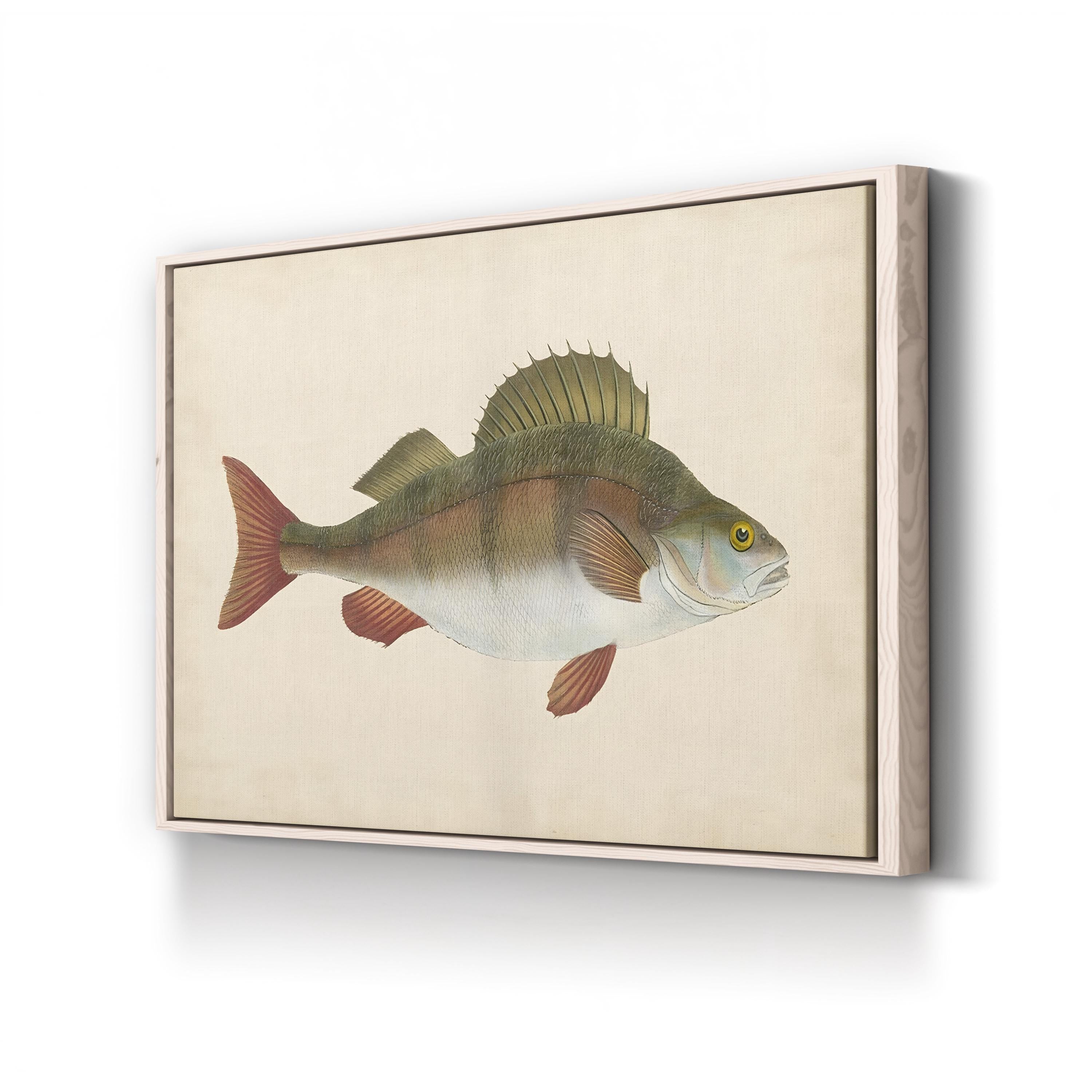 Naturalist Fish Specimen Study – Donovan Wall Art | Marine Illustration Canvas Print
