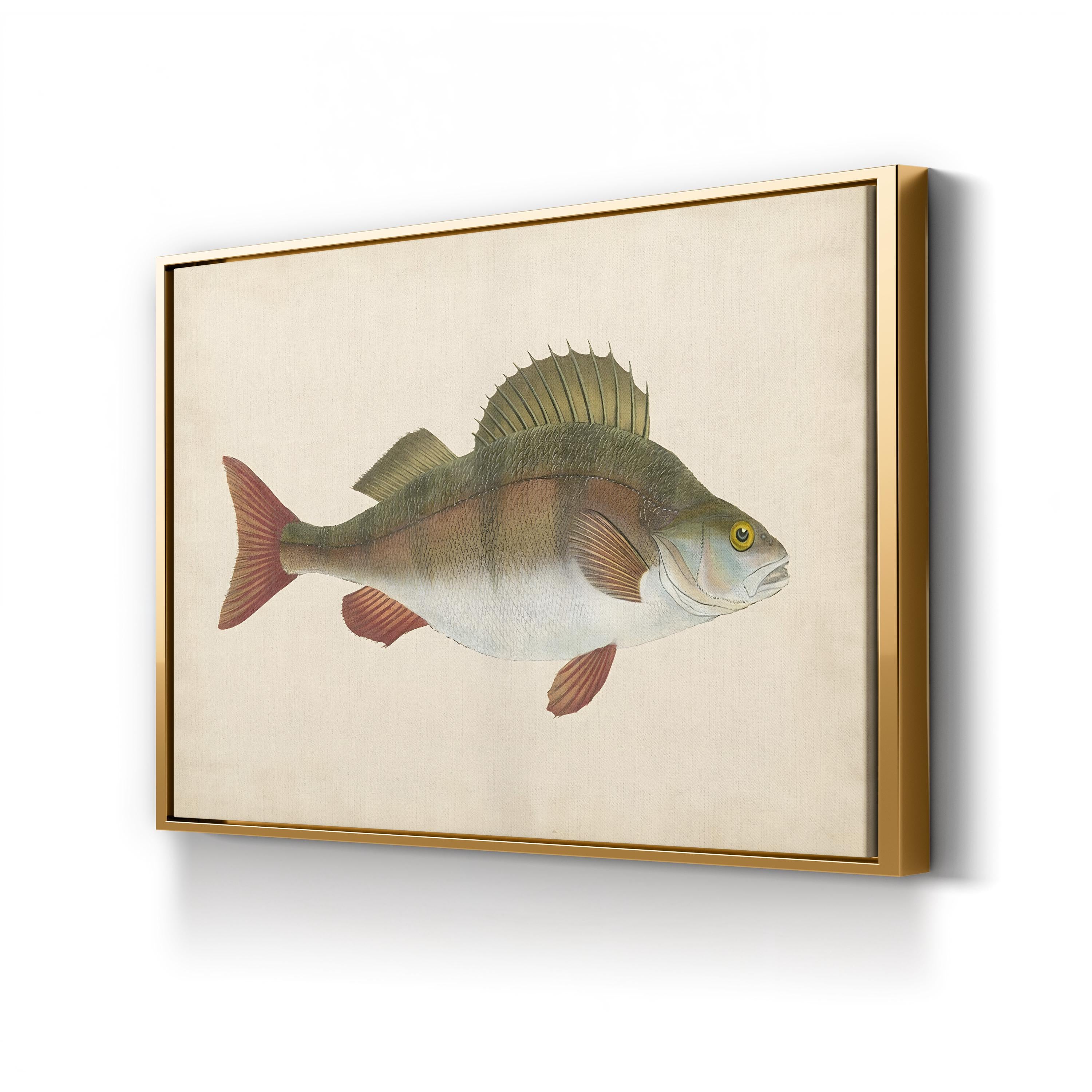 Naturalist Fish Specimen Study – Donovan Wall Art | Marine Illustration Canvas Print