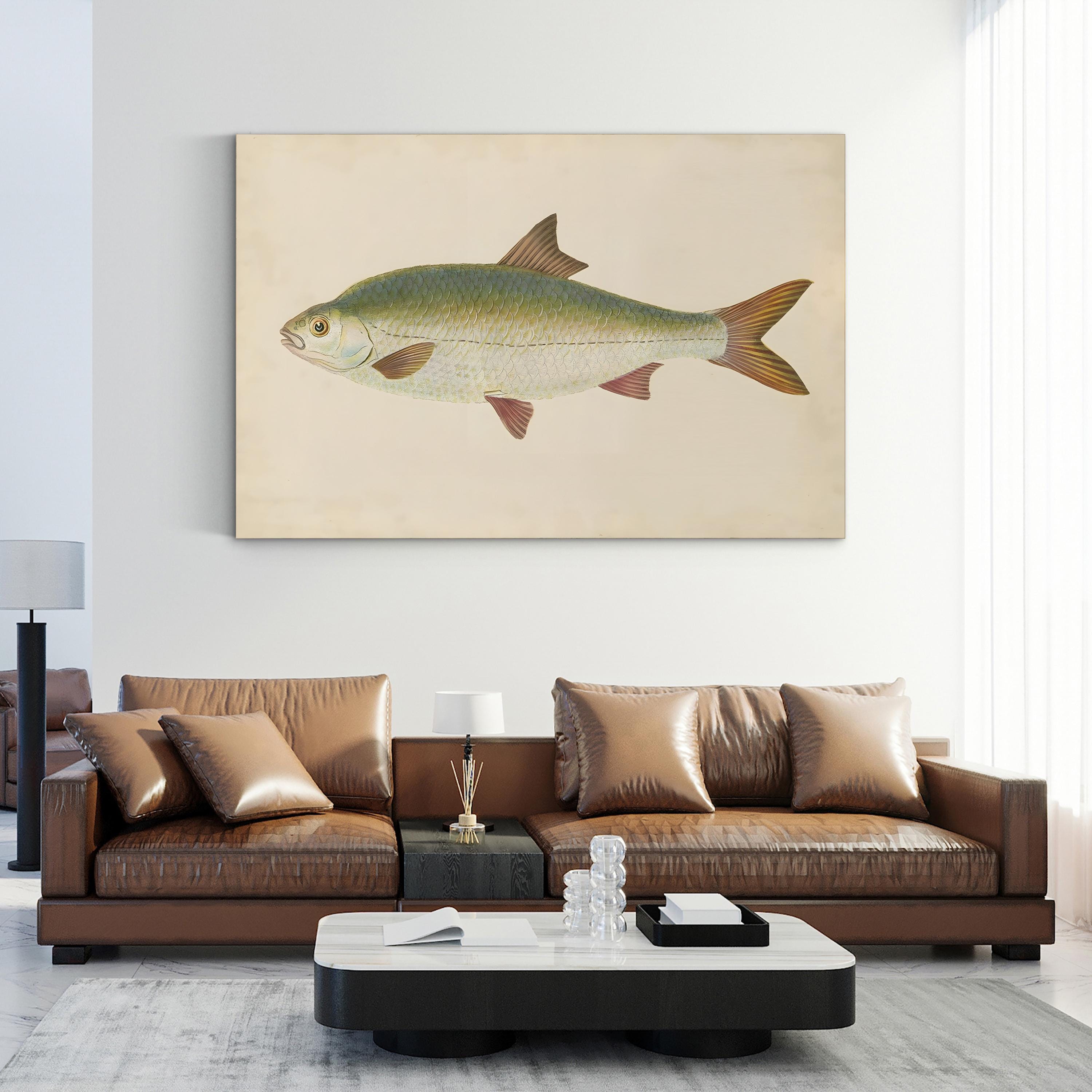 Antique Freshwater Fish Study – Donovan Wall Art | Scientific Illustration Canvas Print