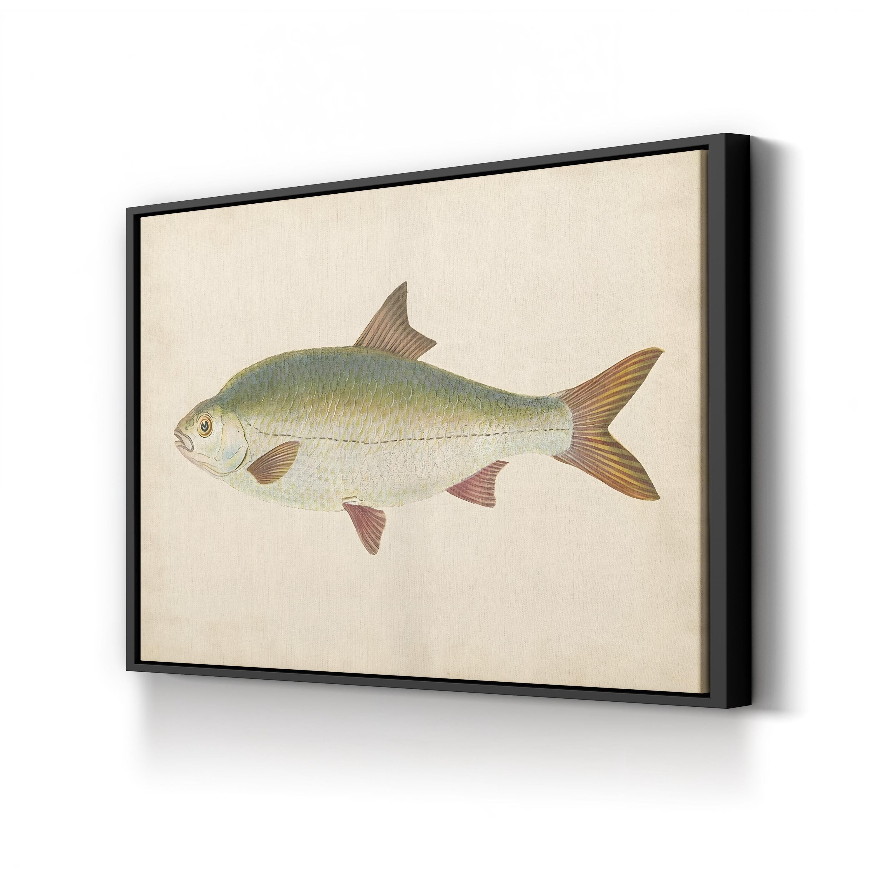 Antique Freshwater Fish Study – Donovan Wall Art | Scientific Illustration Canvas Print