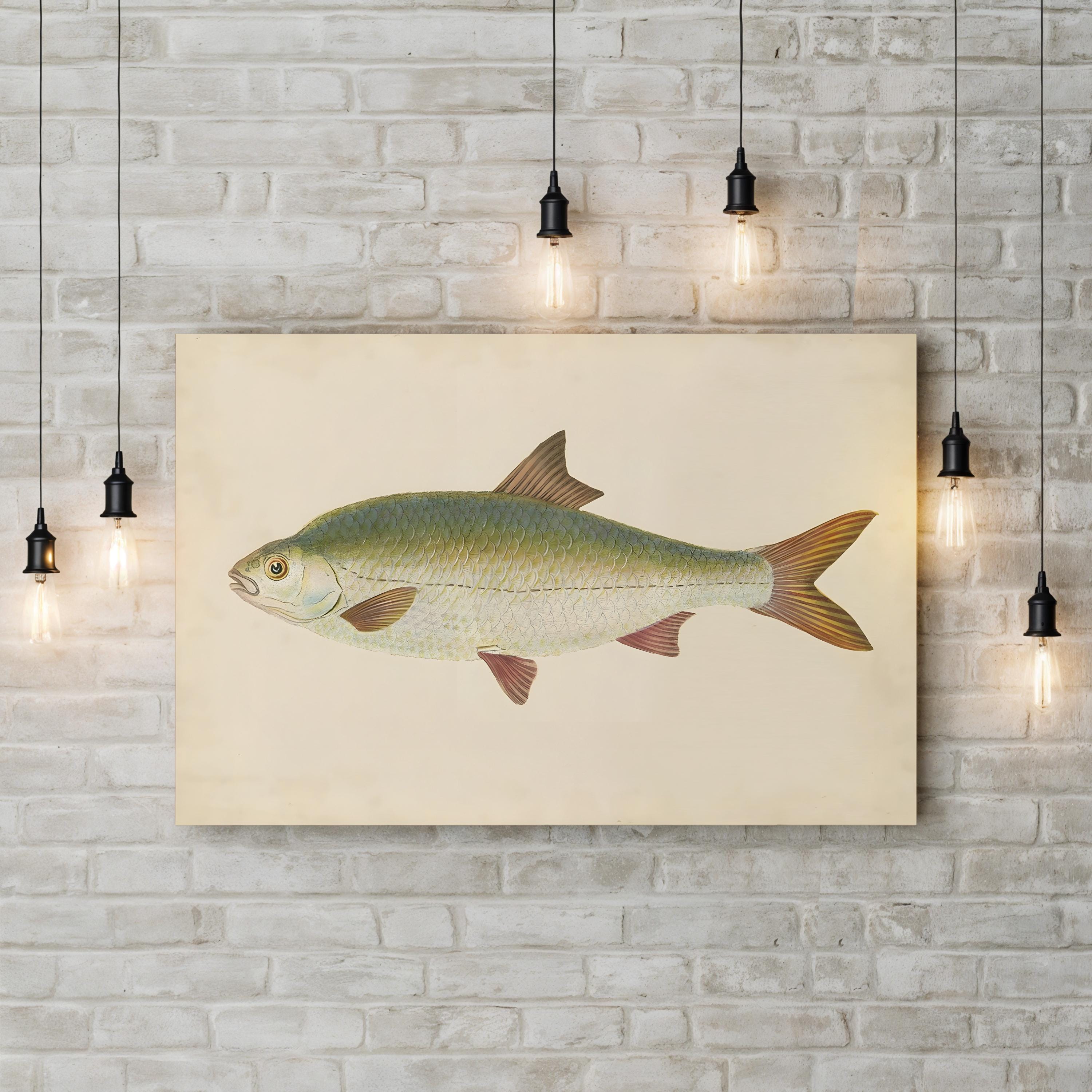 Antique Freshwater Fish Study – Donovan Wall Art | Scientific Illustration Canvas Print