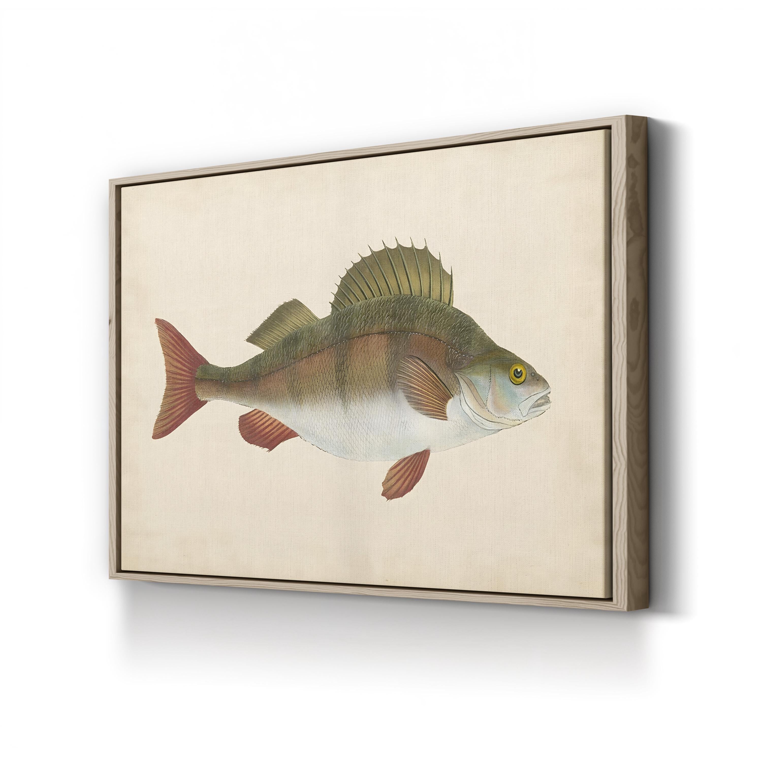 Naturalist Fish Specimen Study – Donovan Wall Art | Marine Illustration Canvas Print