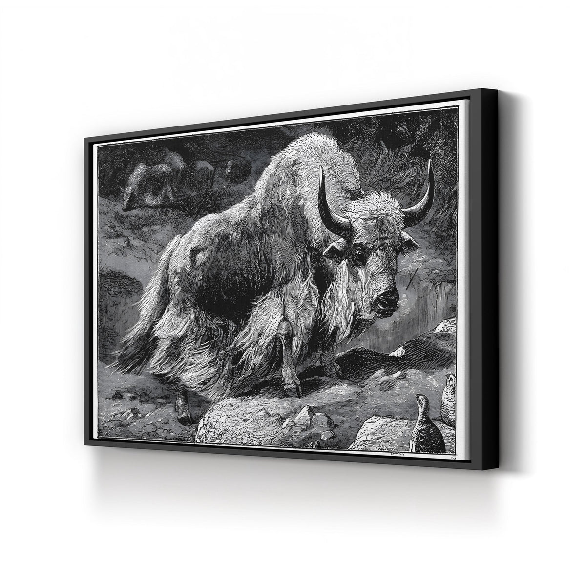 Yak Naturalist Study in Black and White canvas print in Black Framed Canvas