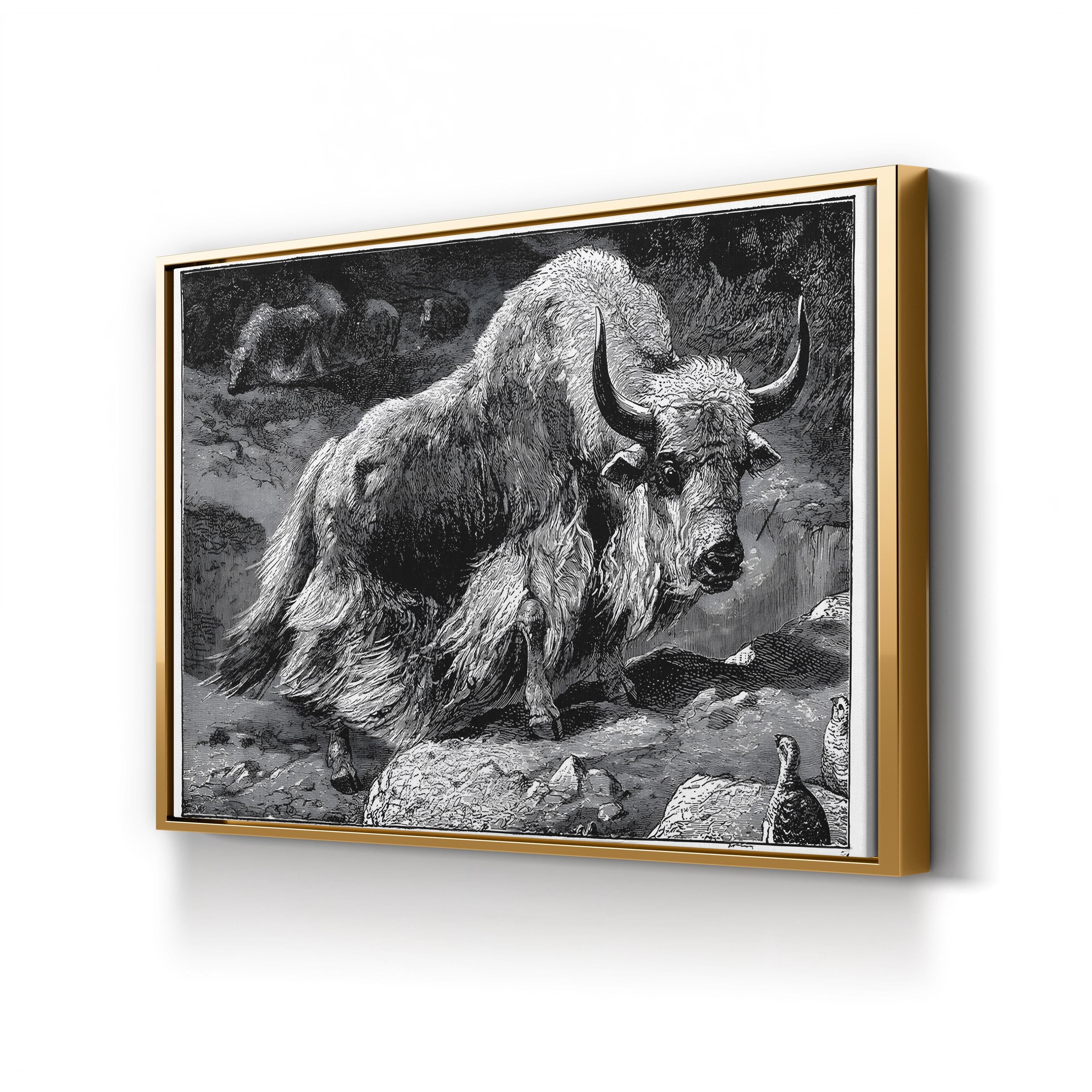 Vintage Yak Naturalist Study – Period Illustration Wall Art | Black & White Canvas Print