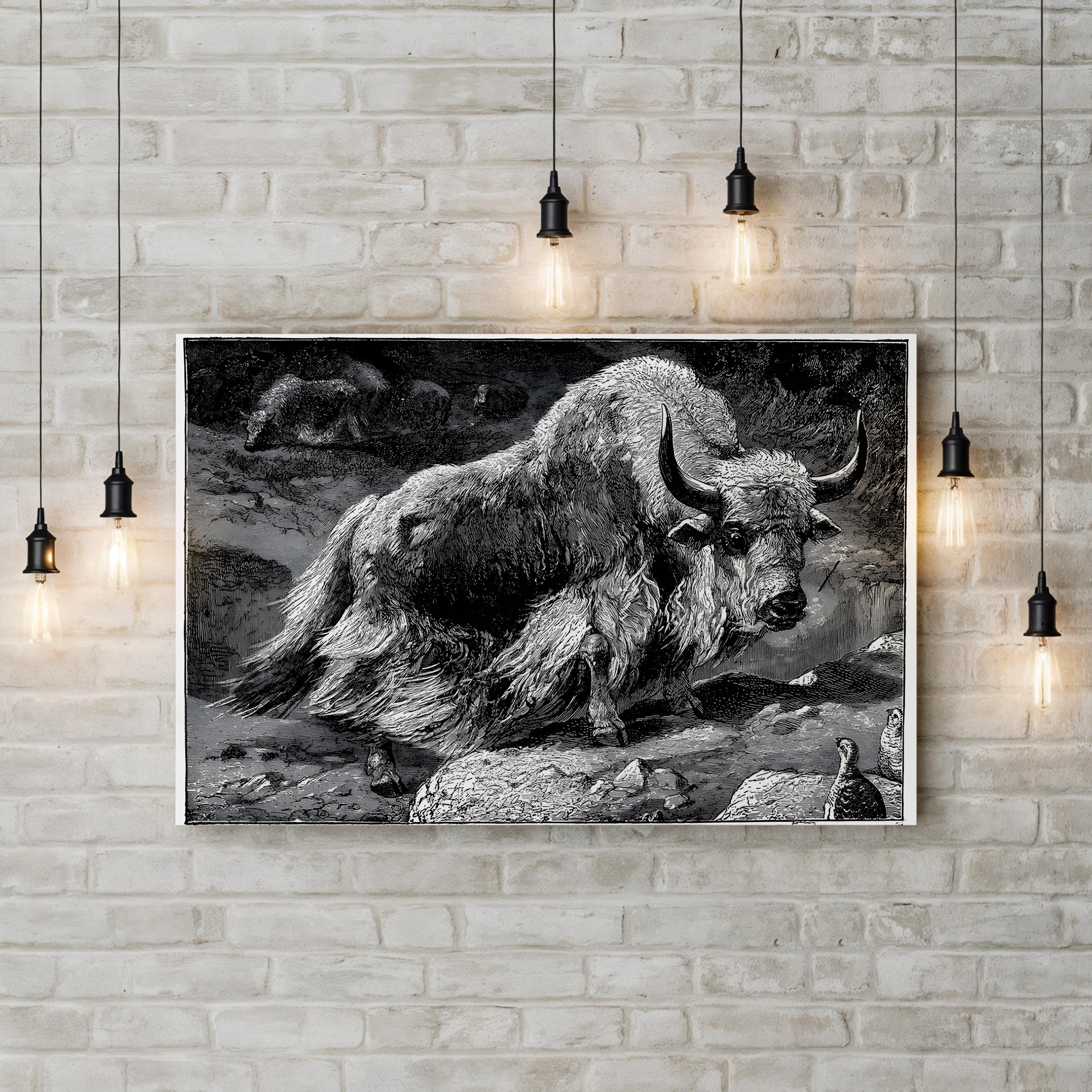 Vintage Yak Naturalist Study – Period Illustration Wall Art | Black & White Canvas Print