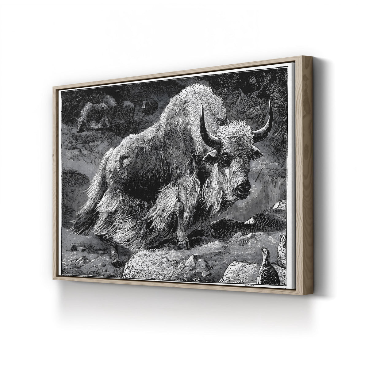 Yak Naturalist Study in Black and White canvas print in oak frame