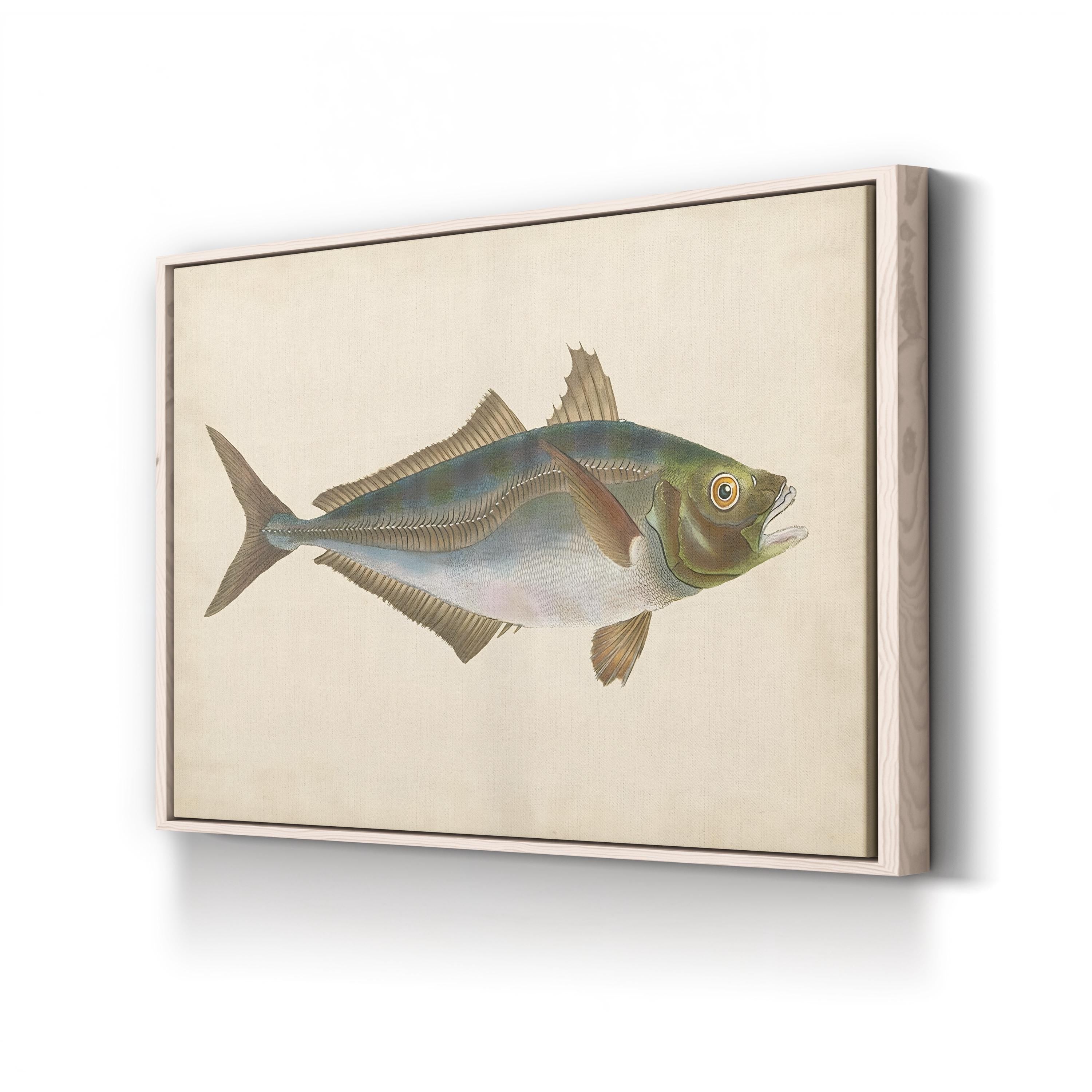 19th-Century Marine Fish Study – Donovan Wall Art | Naturalist Illustration Canvas Print