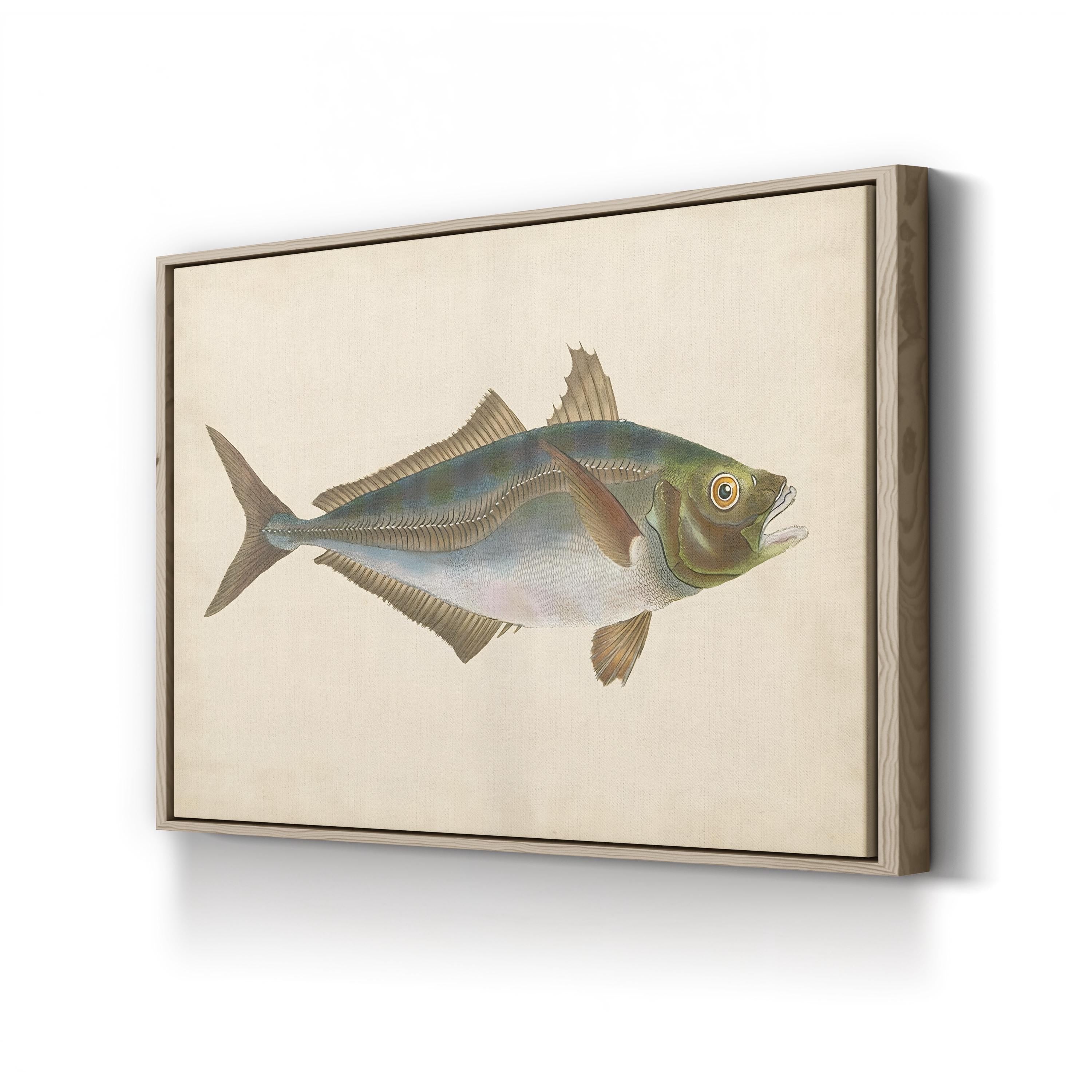 19th-Century Marine Fish Study – Donovan Wall Art | Naturalist Illustration Canvas Print