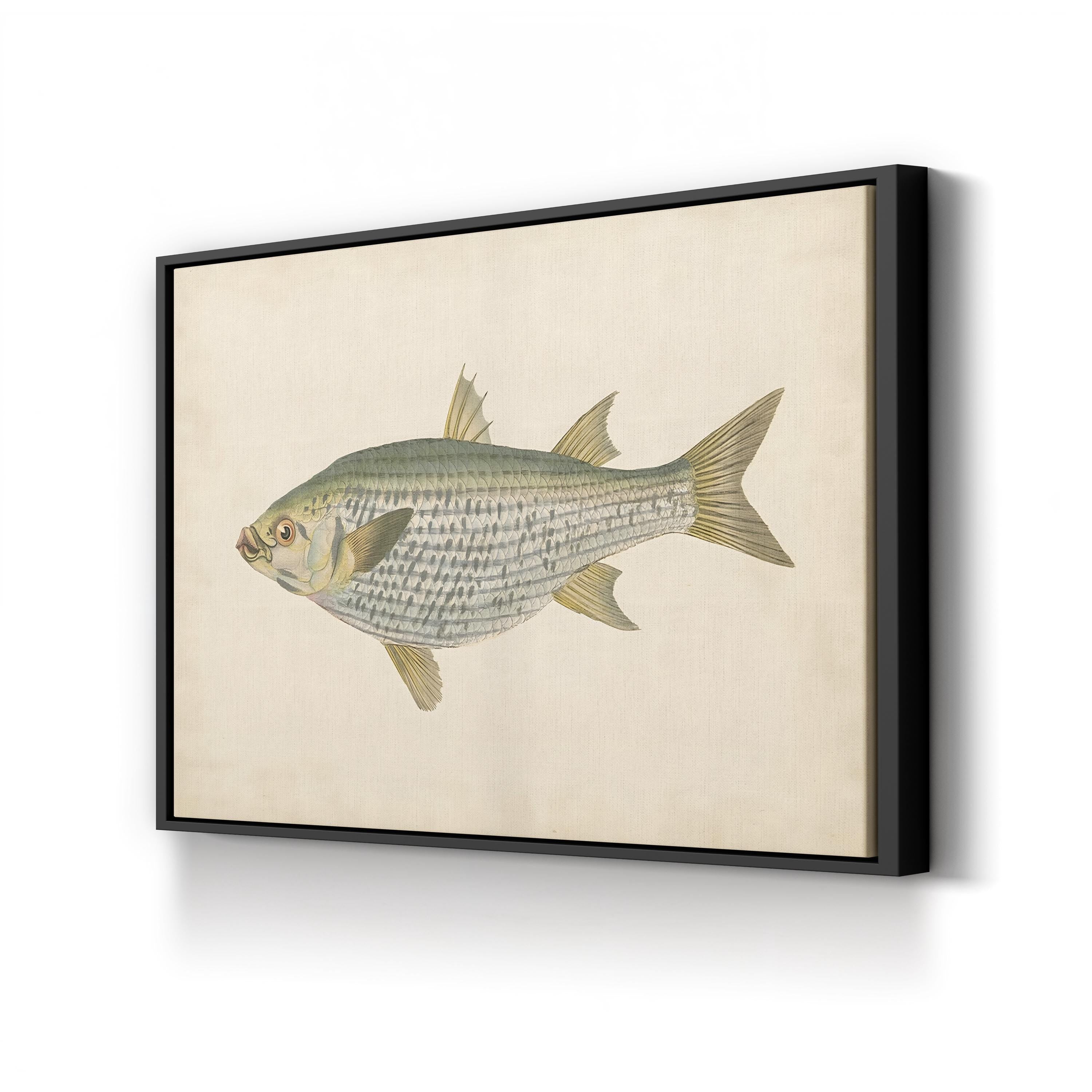 Donovan Antique Fish IV – Period Illustration Wall Art | Coastal Marine Canvas Print