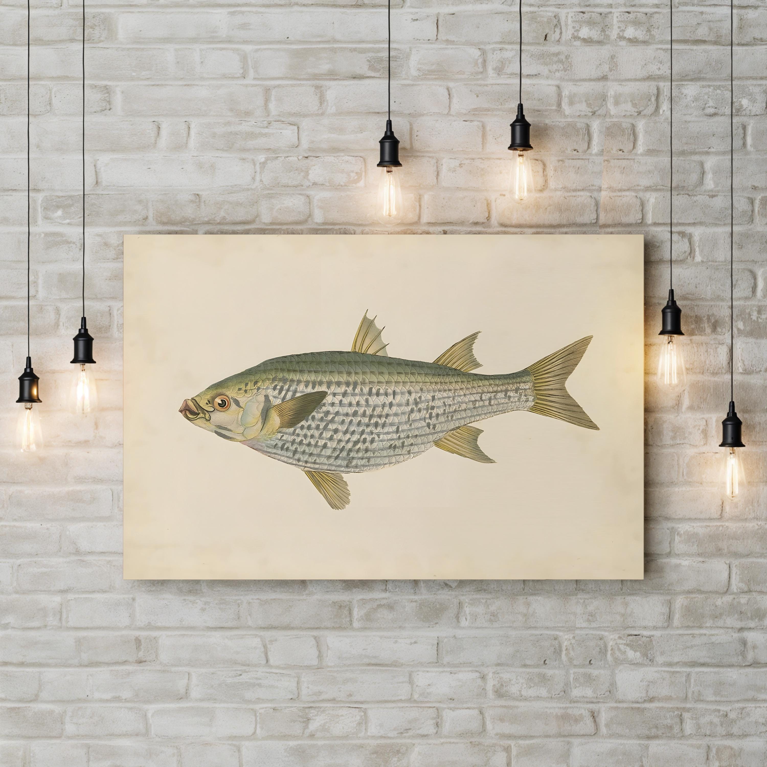 Donovan Antique Fish IV – Period Illustration Wall Art | Coastal Marine Canvas Print