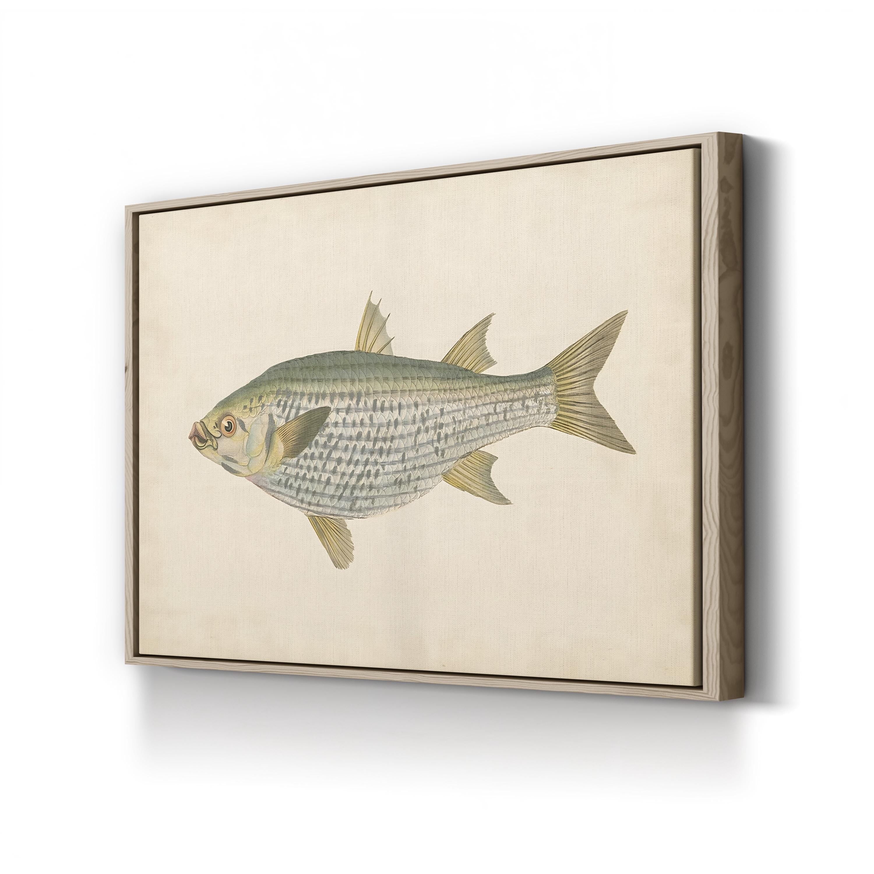 Donovan Antique Fish IV – Period Illustration Wall Art | Coastal Marine Canvas Print